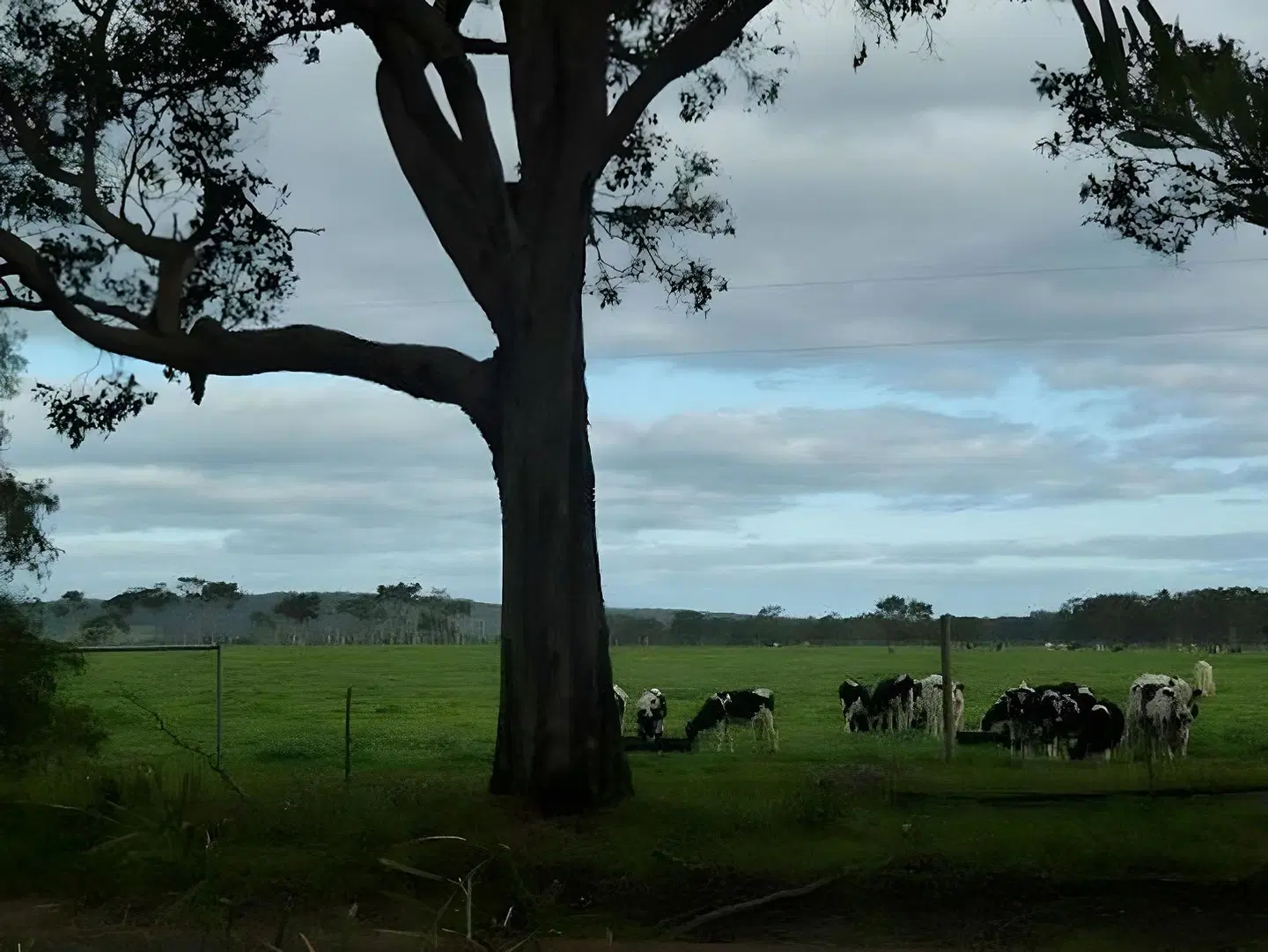Burnside Organic Farm LANDSCAPE