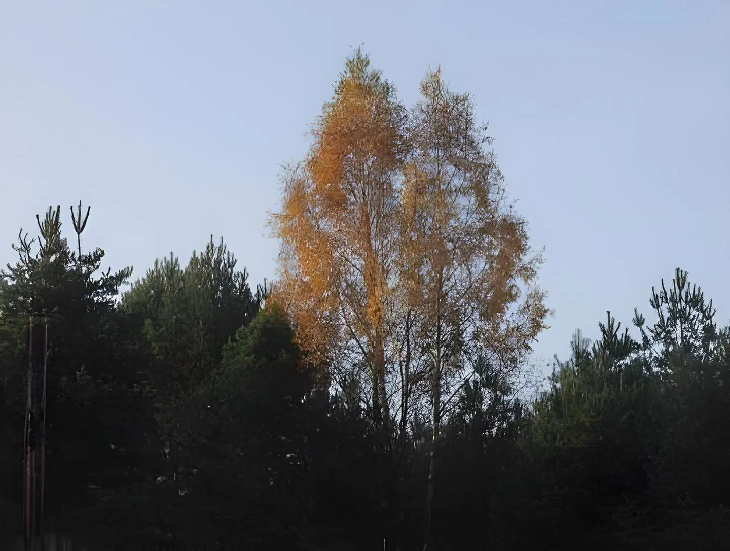 Antanelio Sapnas LANDSCAPE