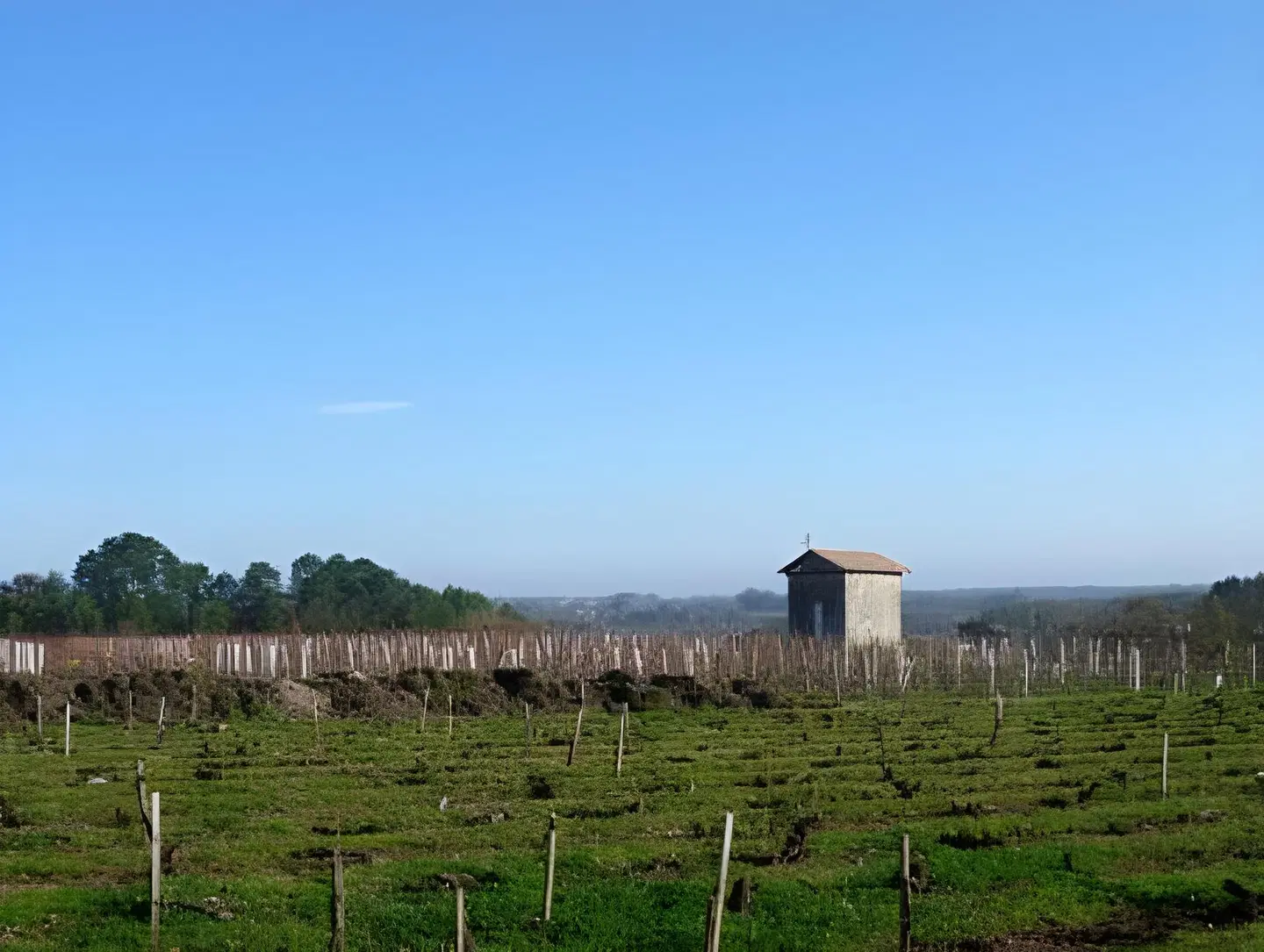 Les Raisins du Bonheur LANDSCAPE
