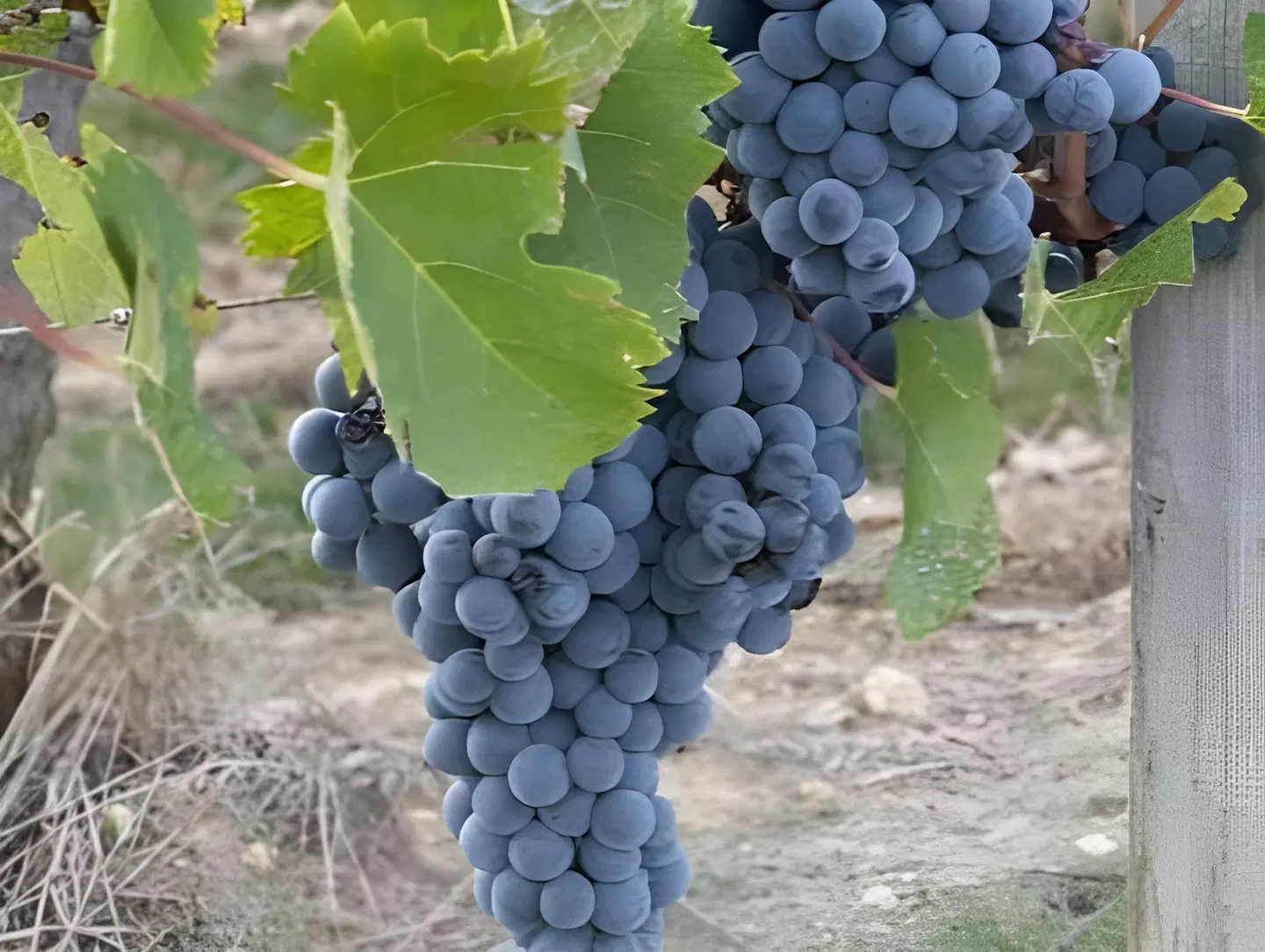 Les Raisins du Bonheur Tiere