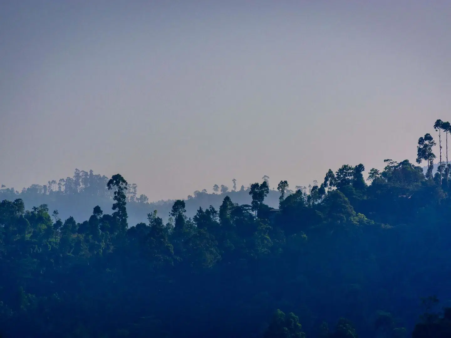 The Tea Cottage Resort & Spa LANDSCAPE