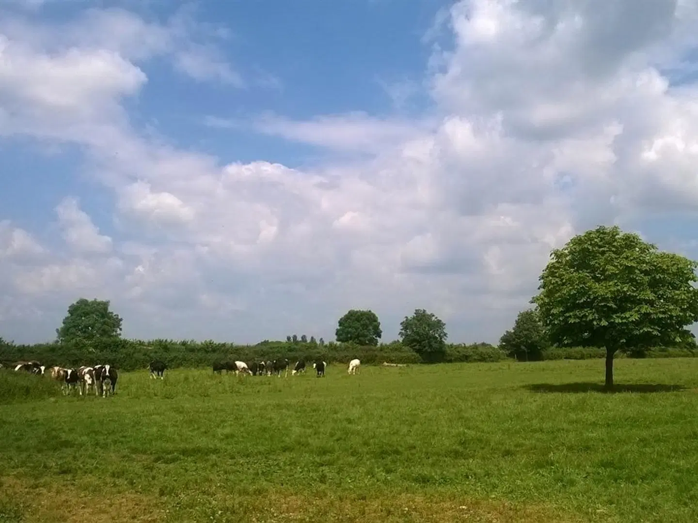 Battens Farm Cottages B&B LANDSCAPE