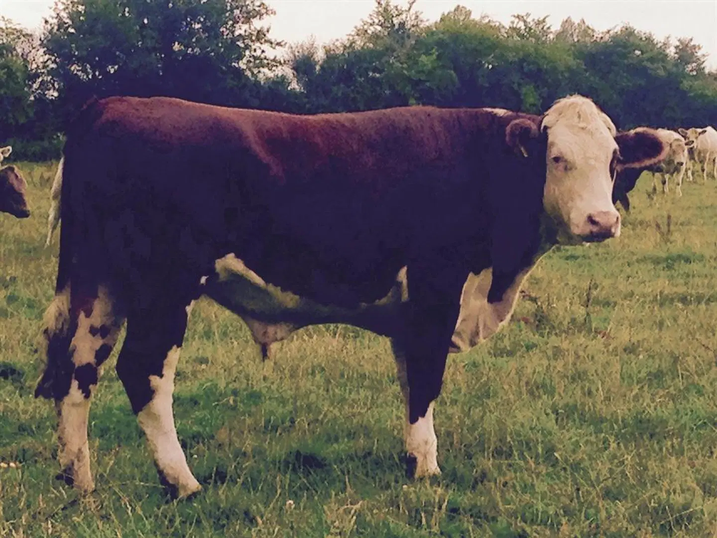 Battens Farm Cottages B&B Tiere
