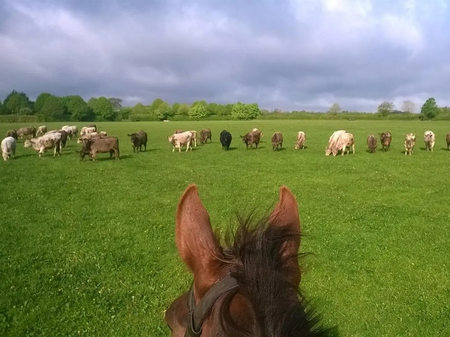 Battens Farm Cottages B&B Tiere