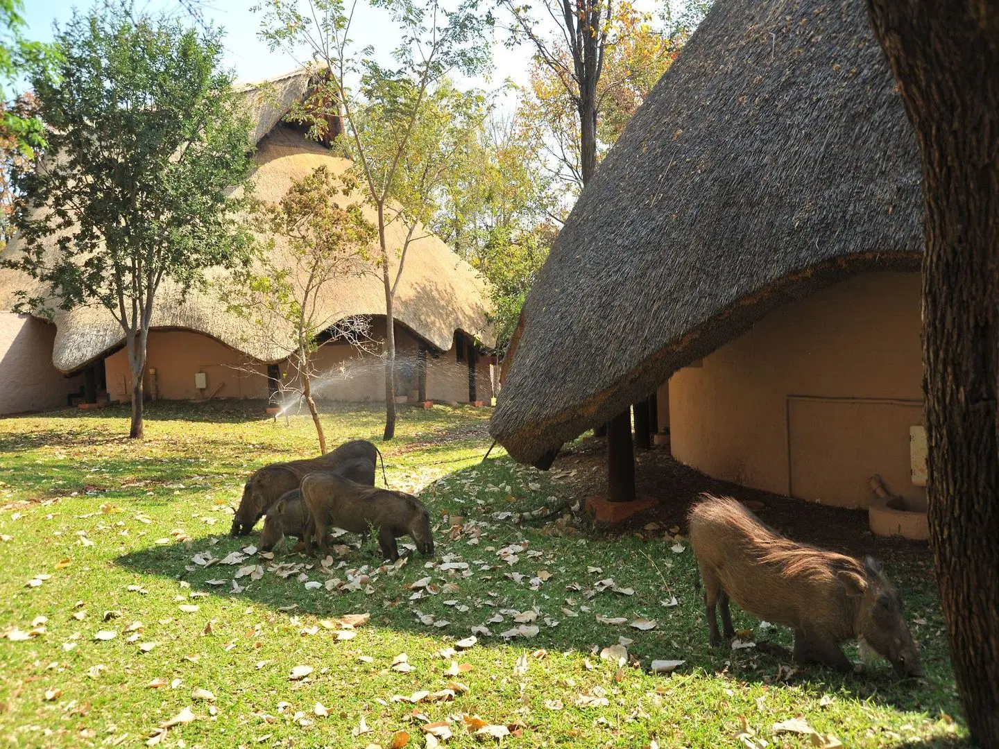 Lokuthula Lodges Tiere