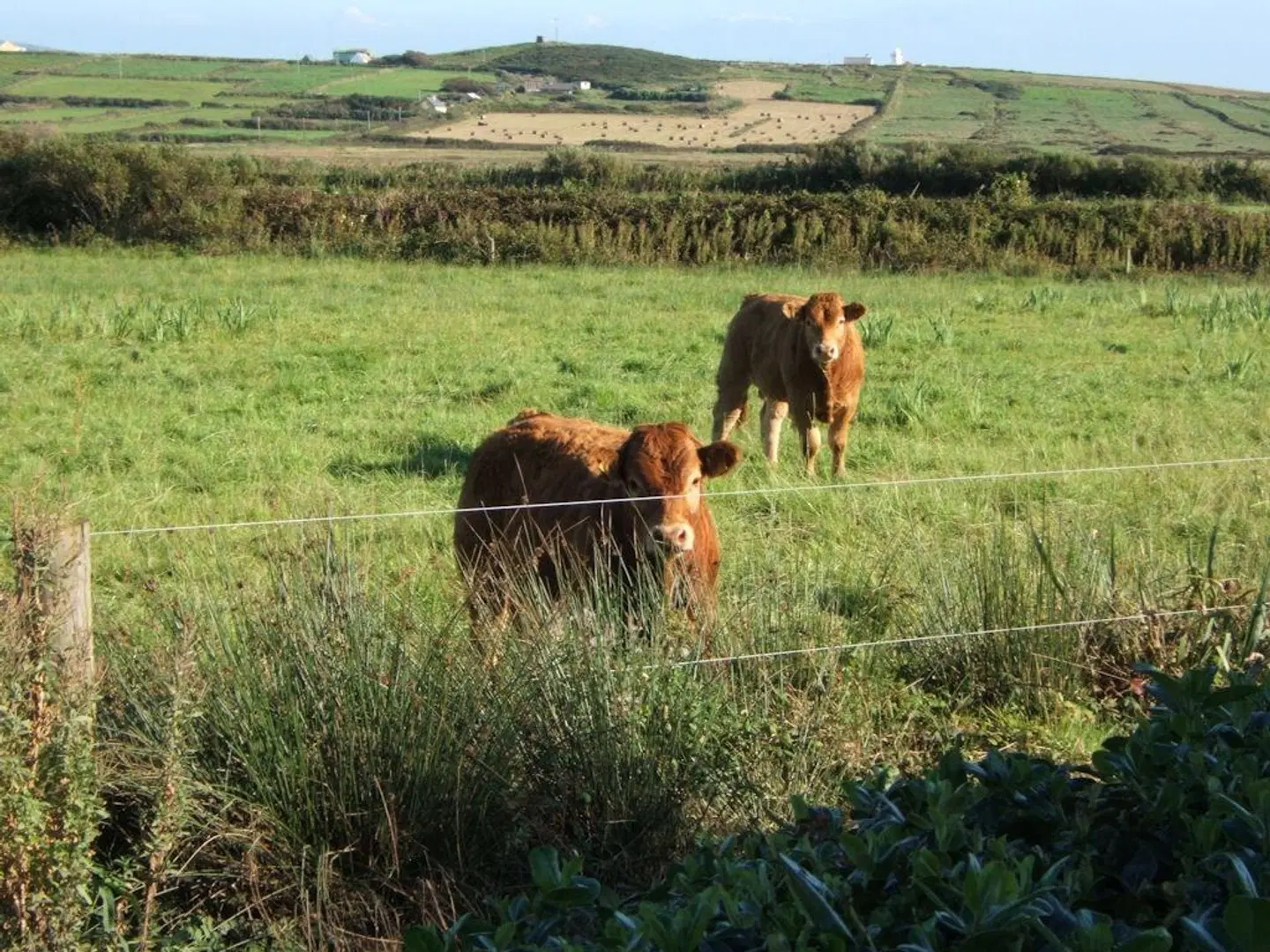 Glencarrig B&B Tiere