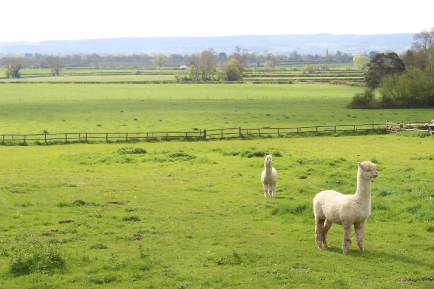The Swallows Bed and Breakfast Tiere