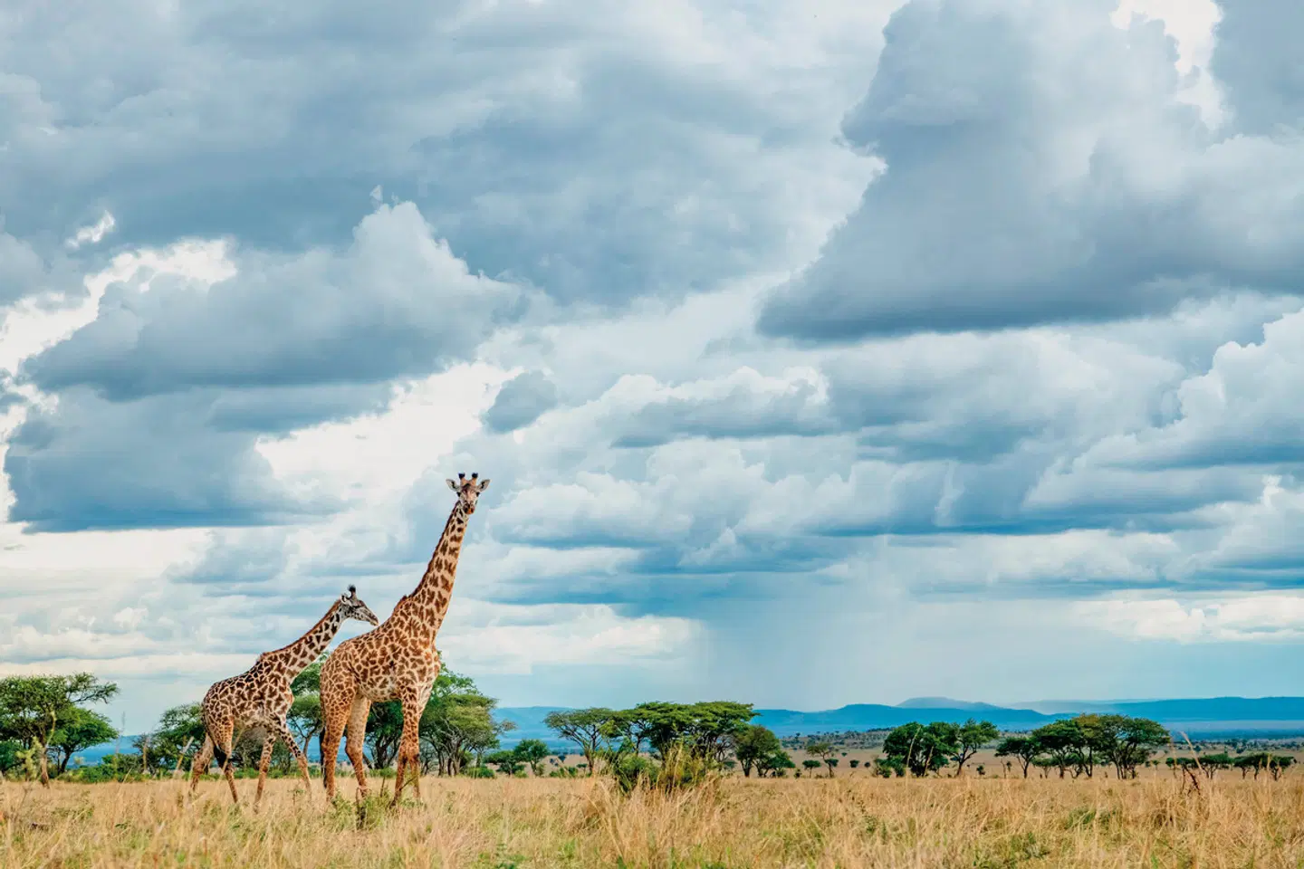 Singita Sabora Tented Camp Tiere