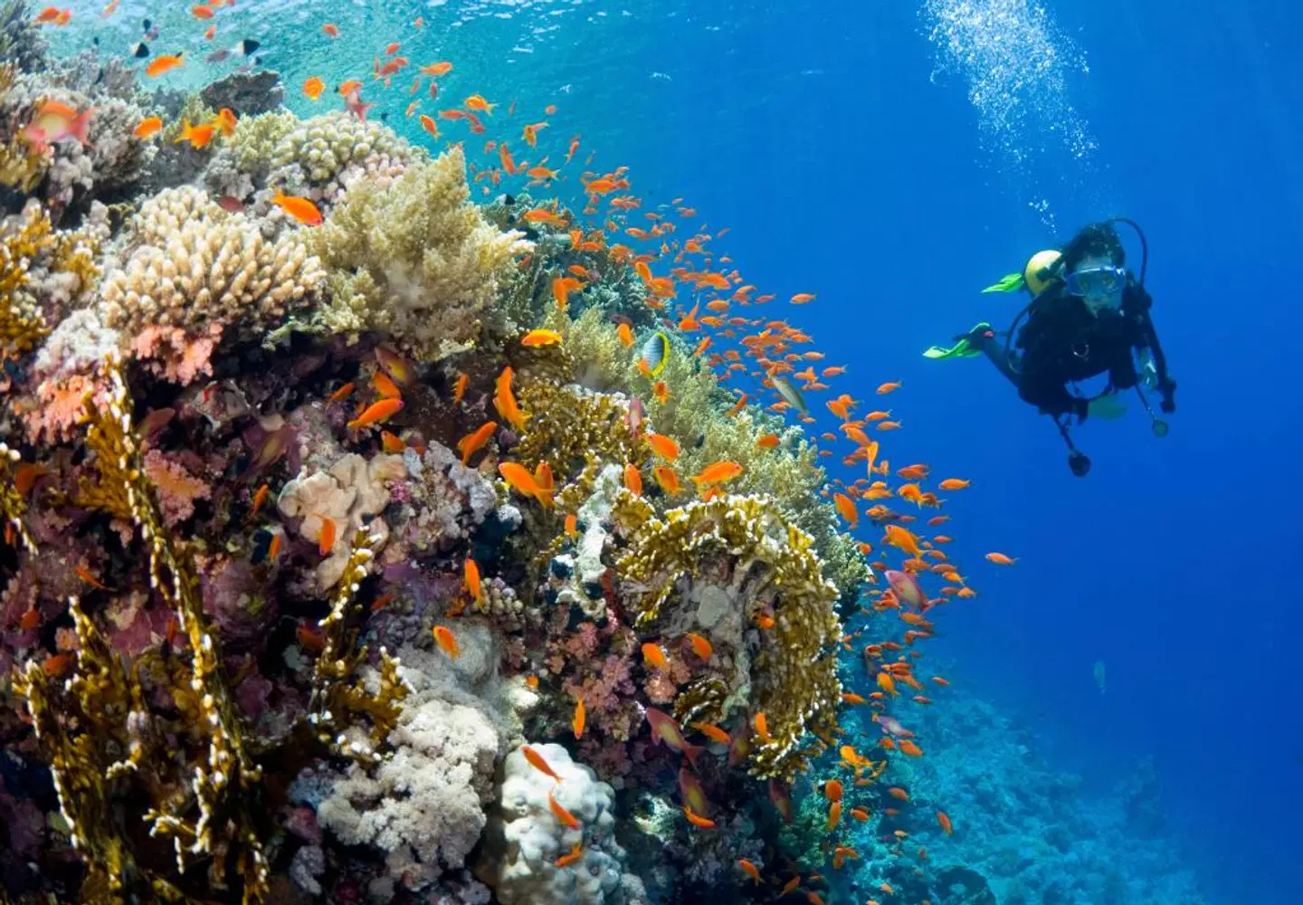 Yasawa Island Resort & Spa Tiere