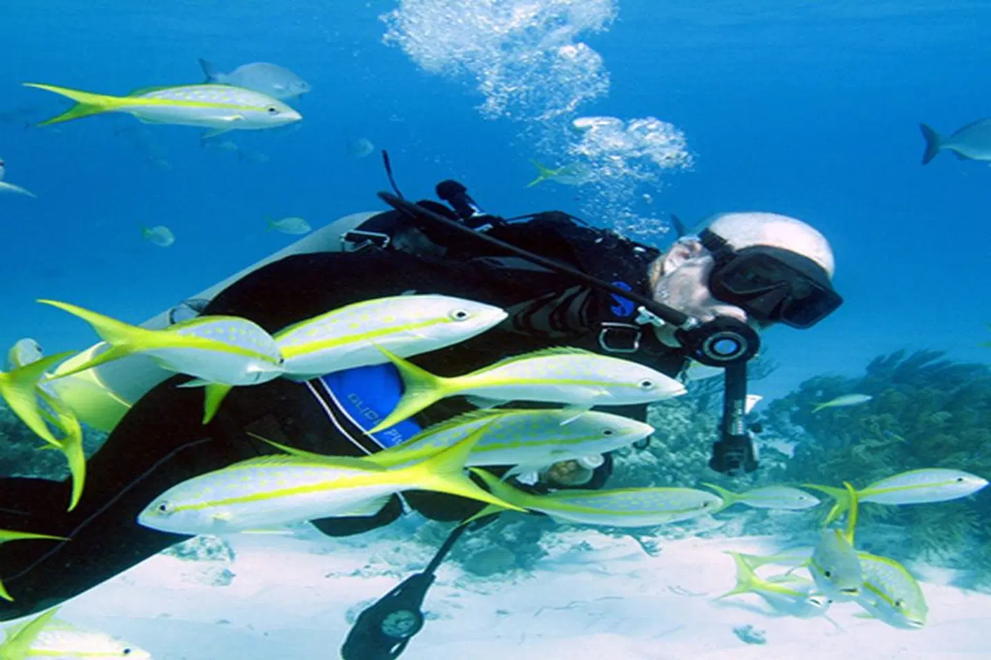 Abaco Beach Resort Tiere