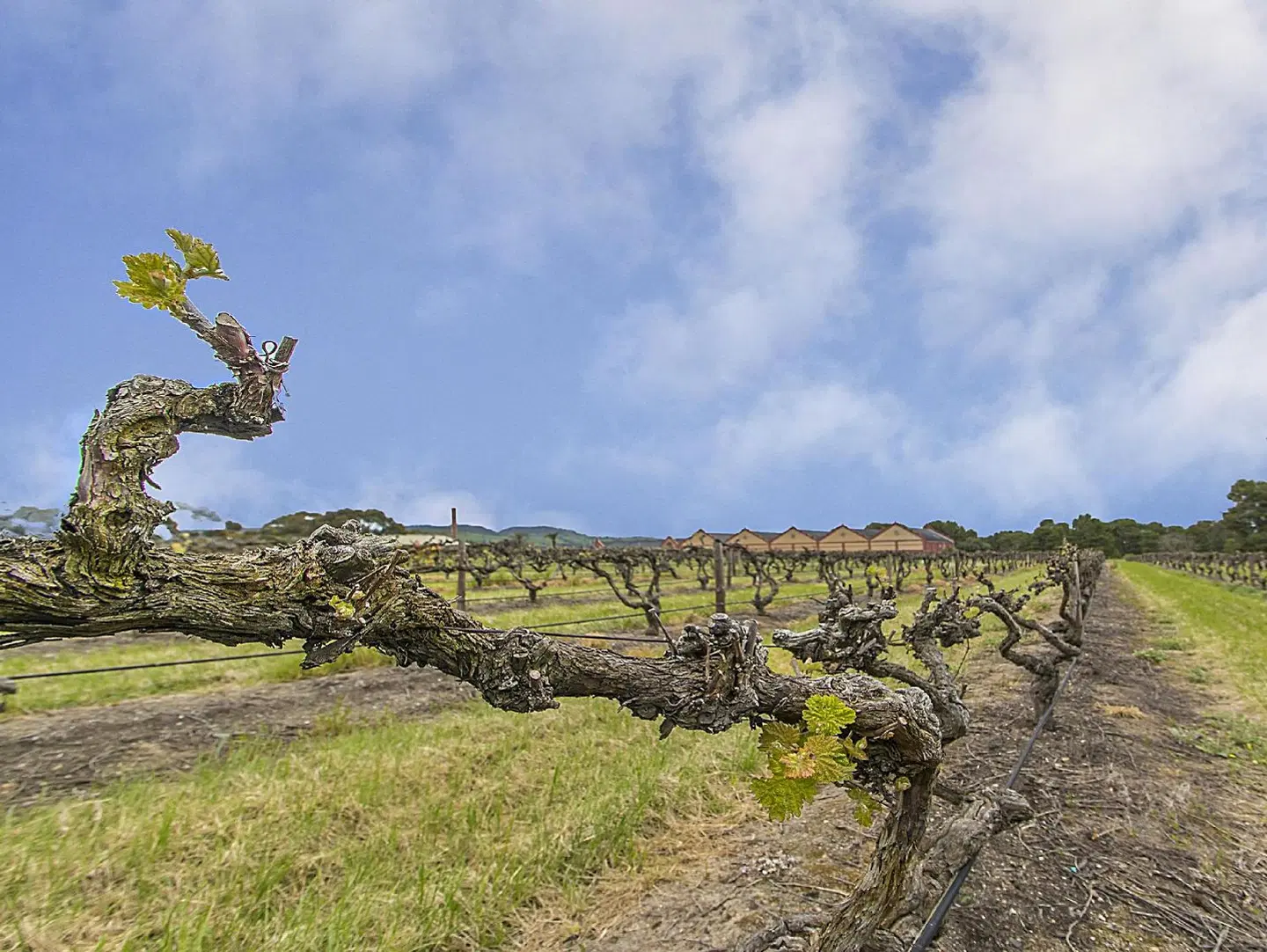 Barossa Vineyard Guesthouse LANDSCAPE