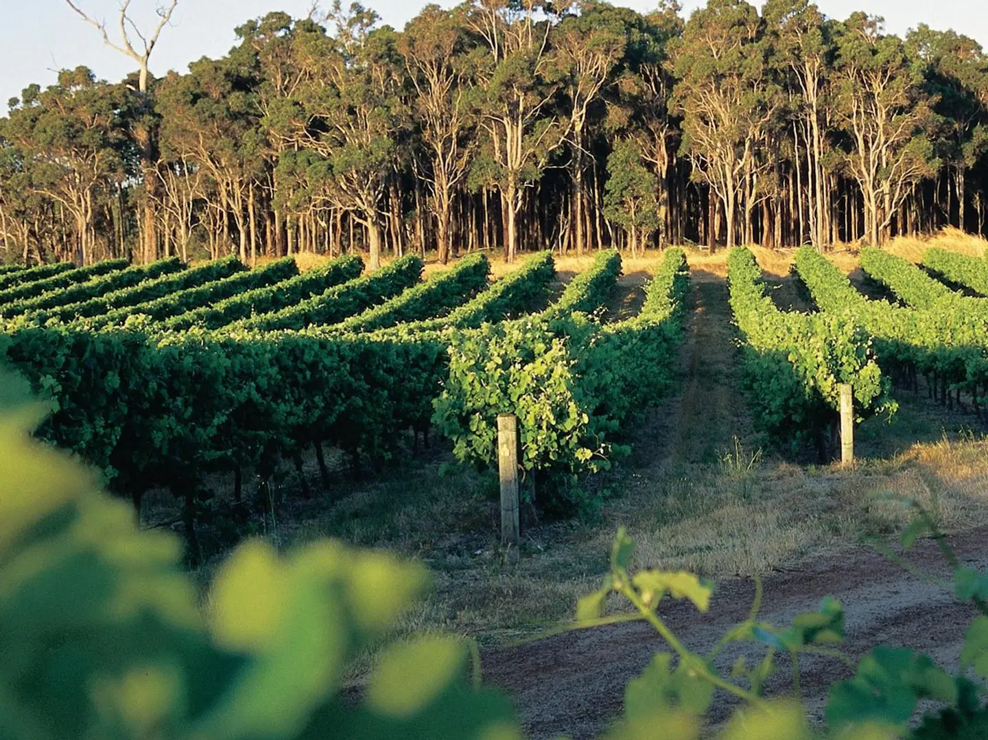 Acacia Chalets Margaret River LANDSCAPE