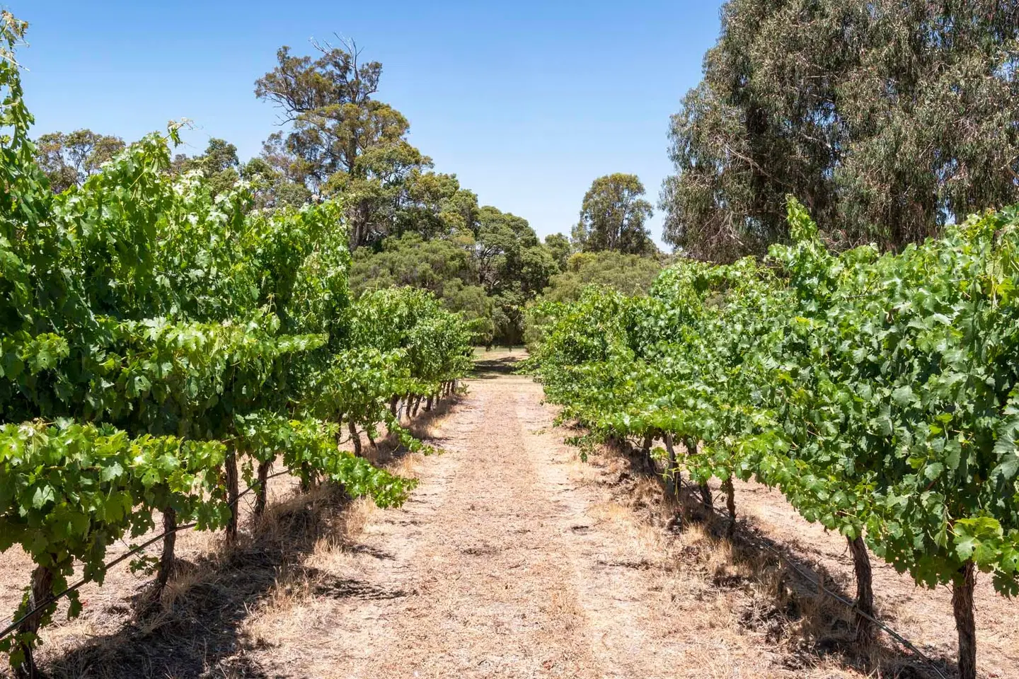 Island Brook Estate Winery and Chalets LANDSCAPE