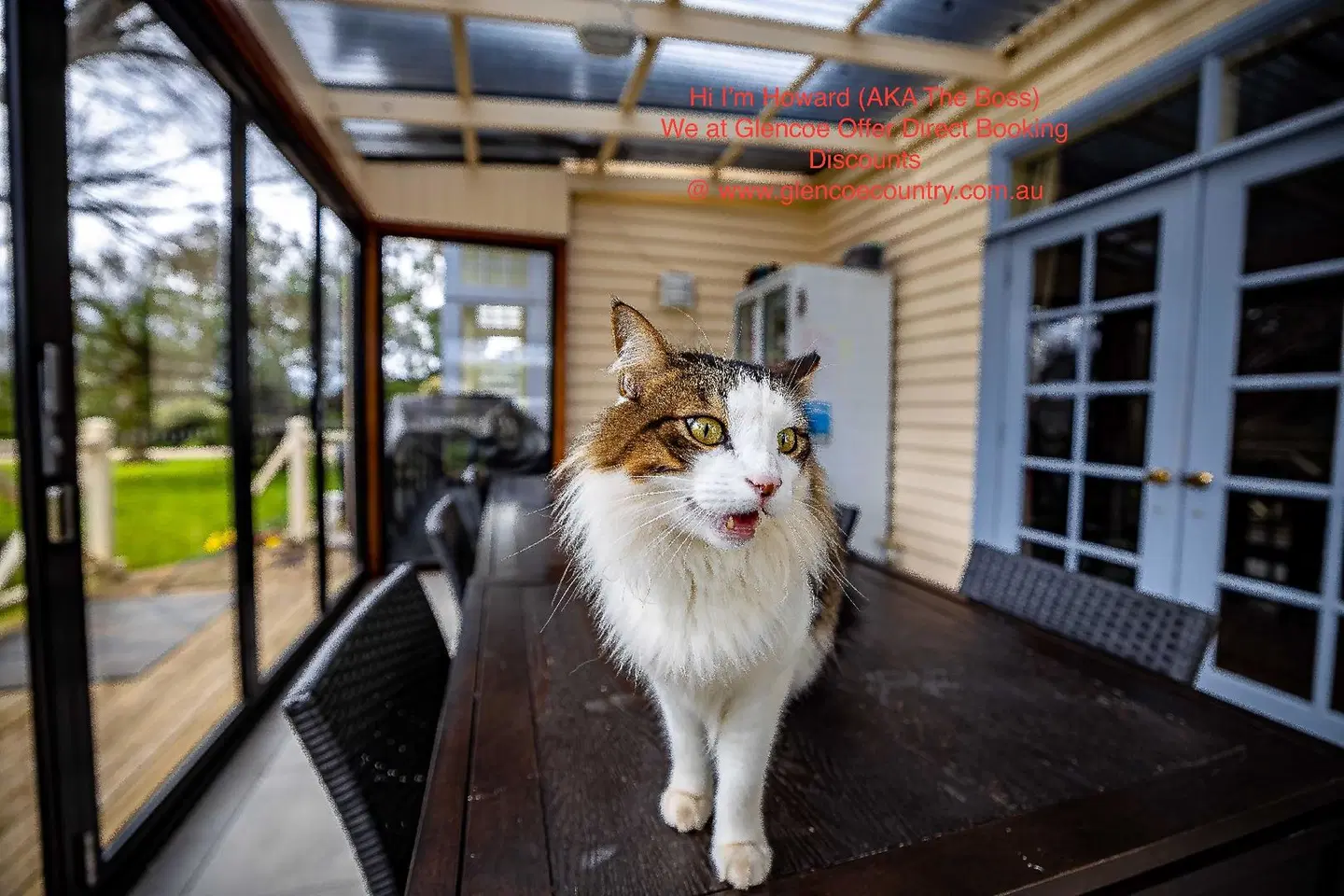 Glencoe Country B&B Tiere