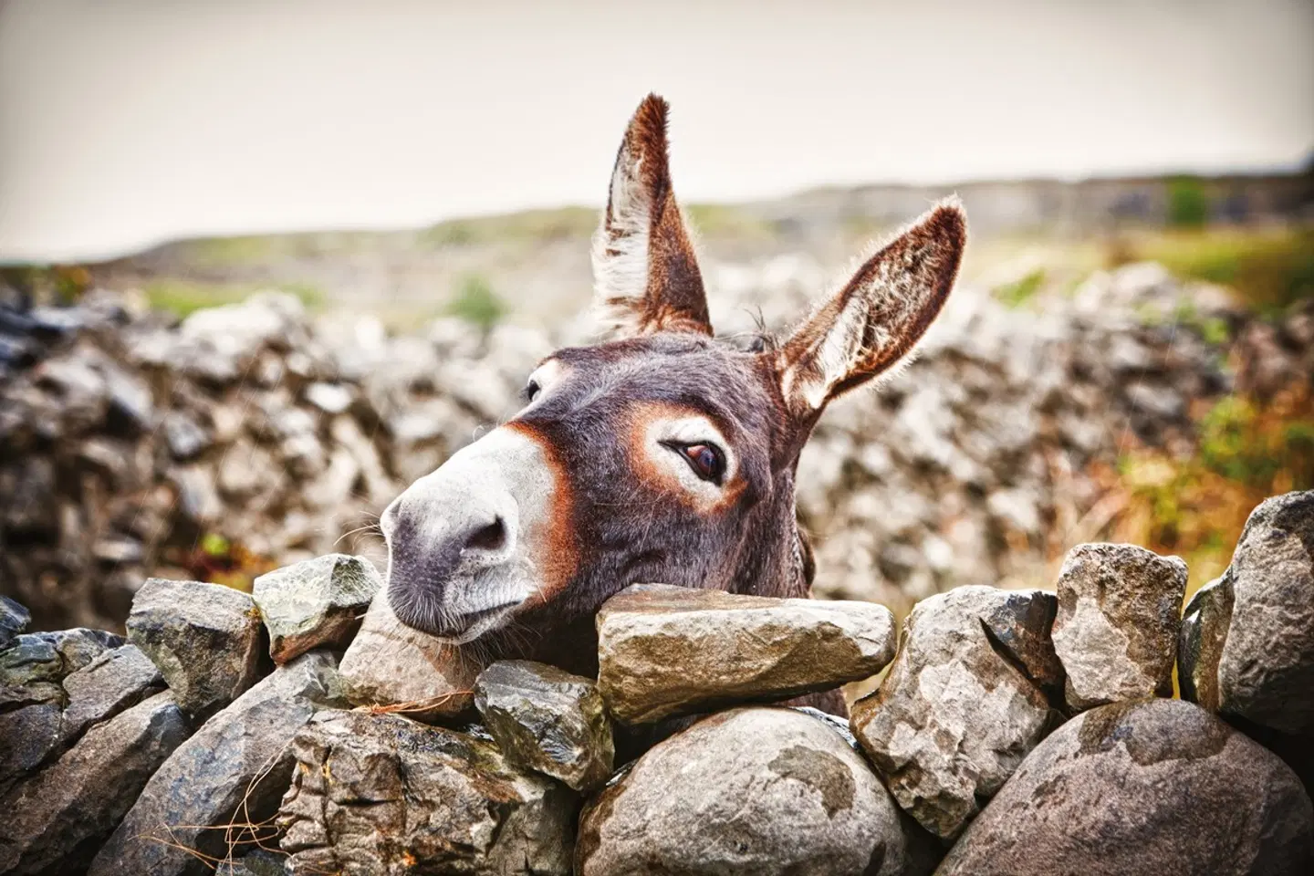 Familienerlebnistour Irland Tiere