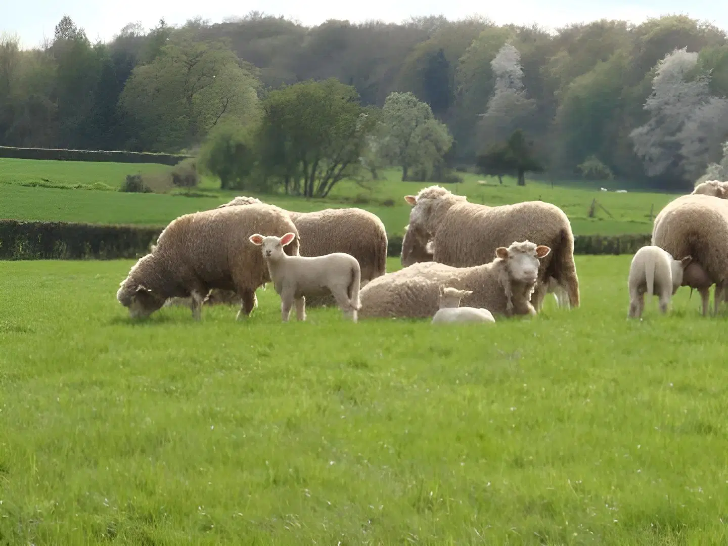 Ferme de la Cacheterie Tiere