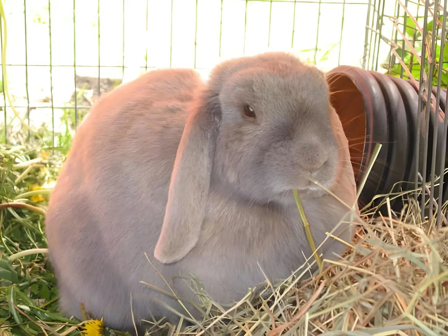 Maatilamatkailu Ilomäki Tiere