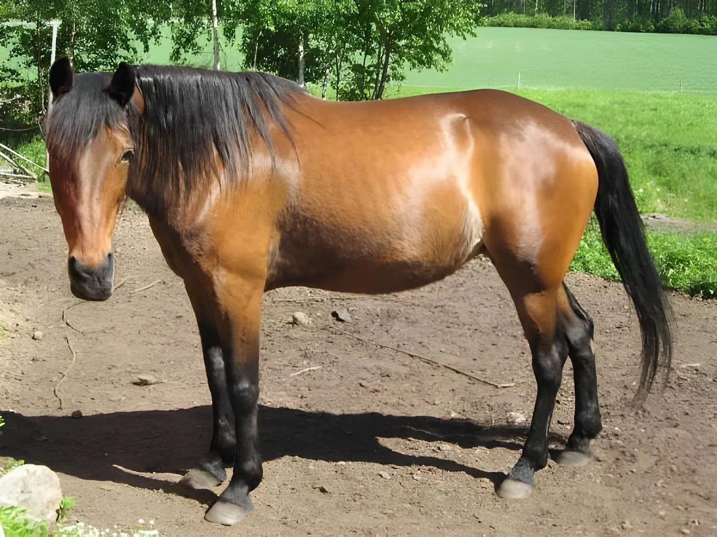 Maatilamatkailu Ilomäki Tiere