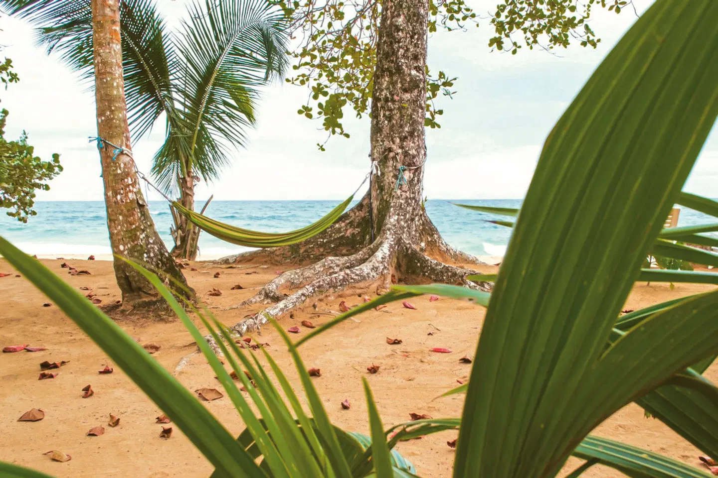 Island Plantation HEALTH_BEAUTY