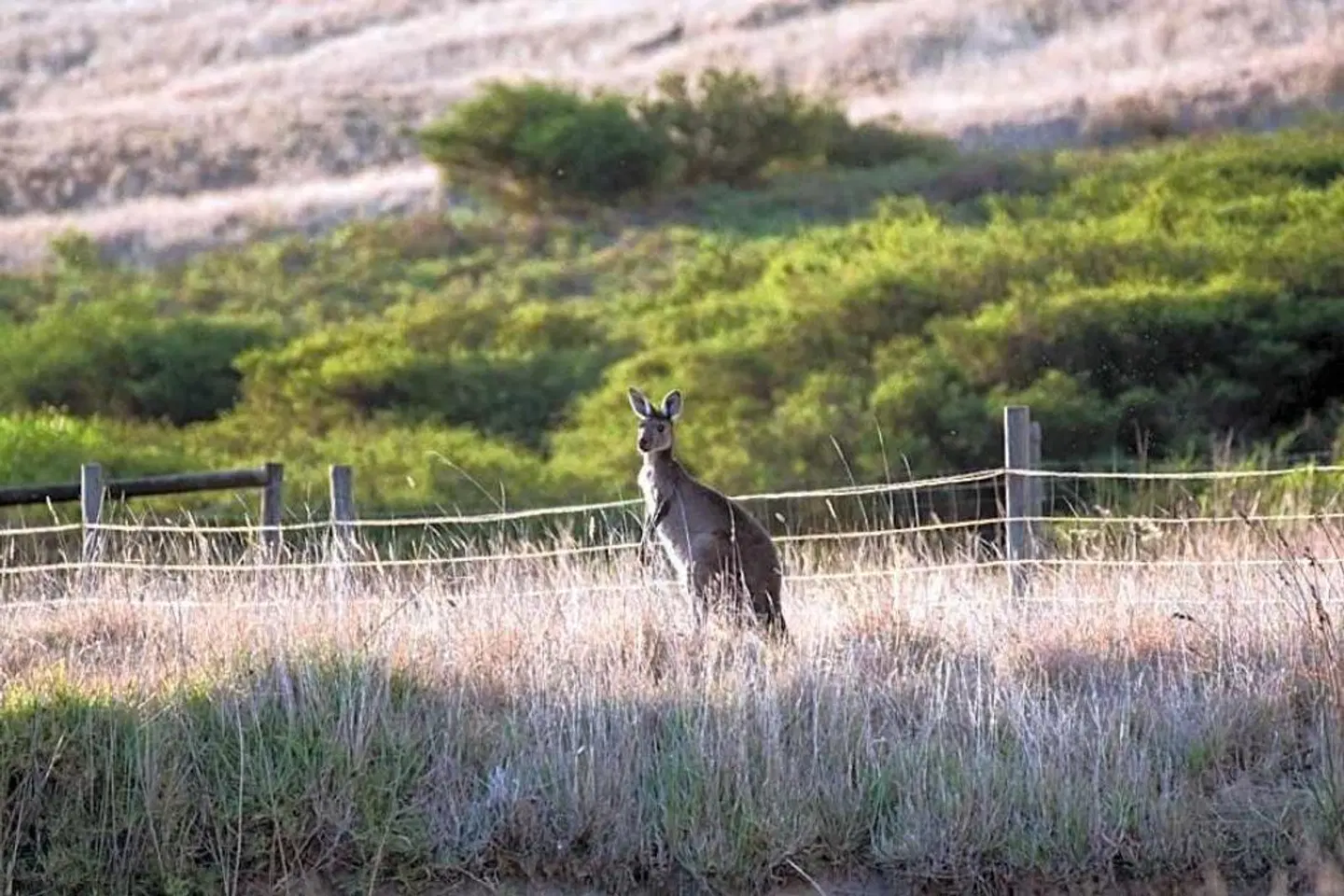 Lush Pastures Tiere