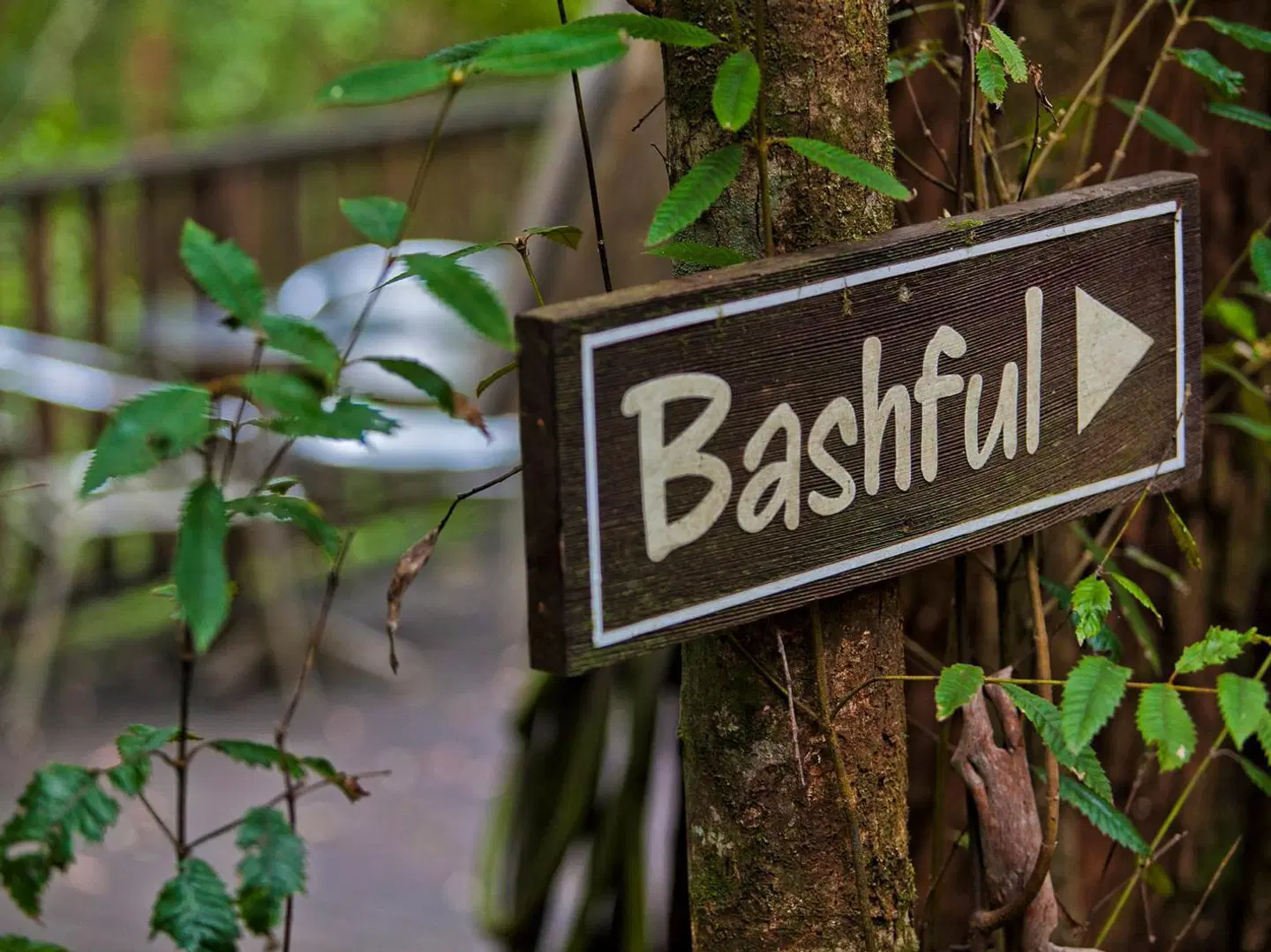 The Mouses House Rainforest Retreat EXTERIOR
