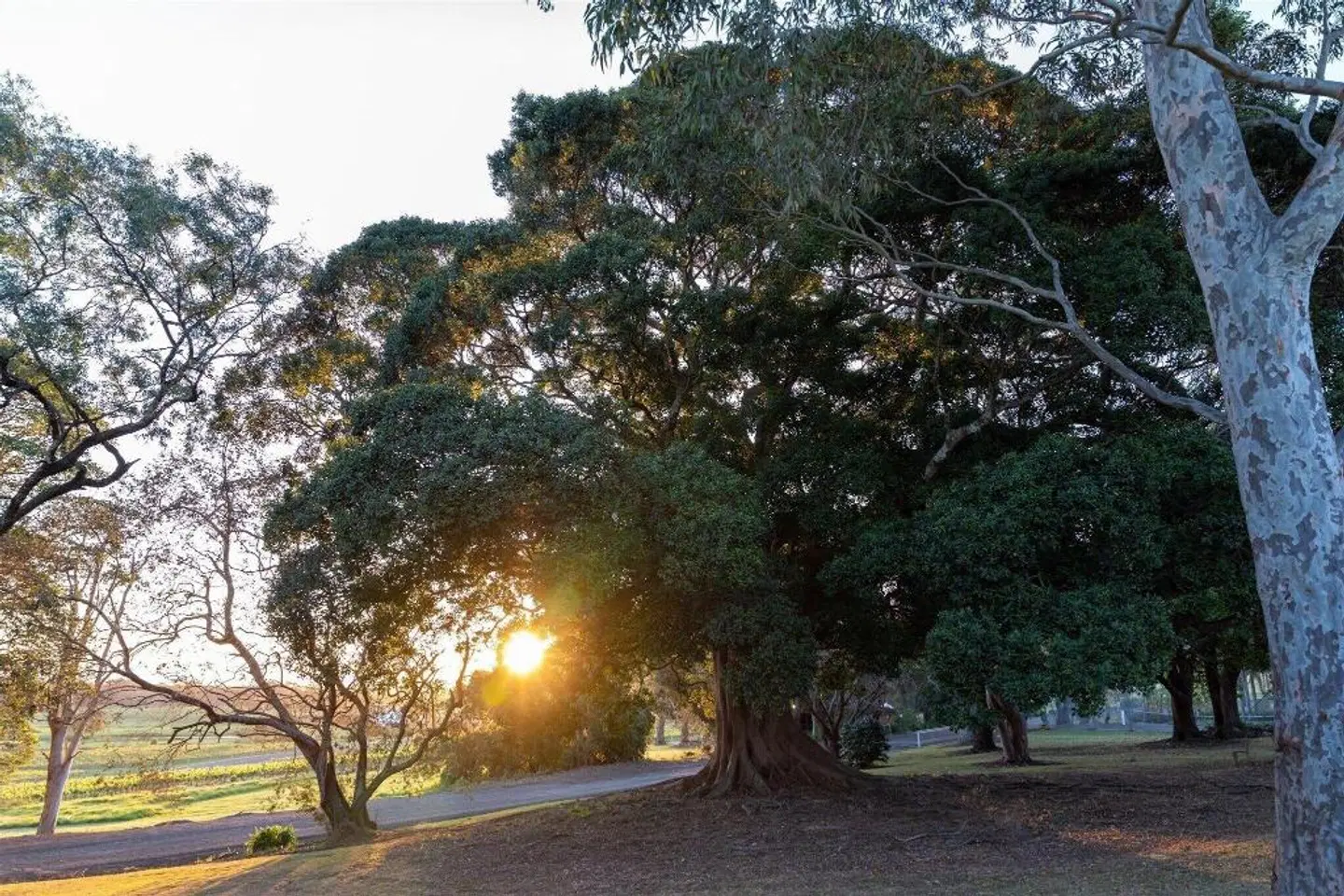 Coolangatta Estate Berry Garten
