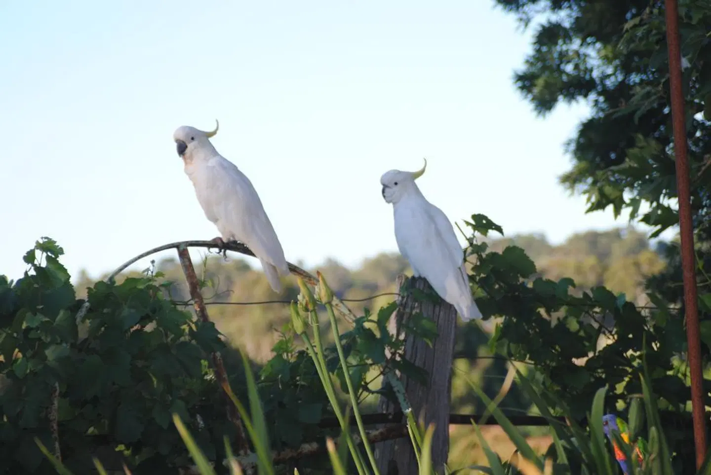 Amble at Hahndorf Tiere