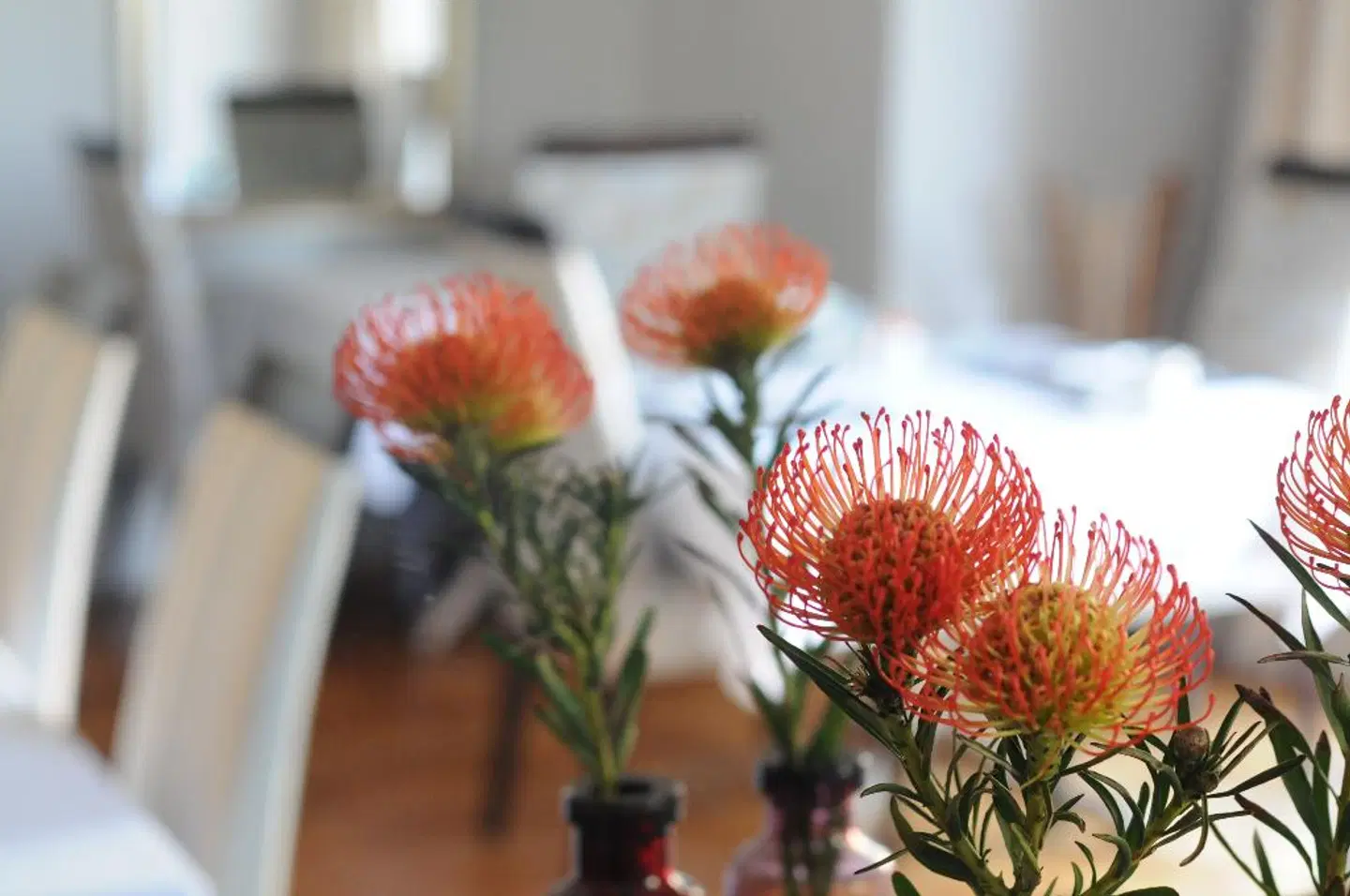 Abbey Manor Luxury Guesthouse Tiere