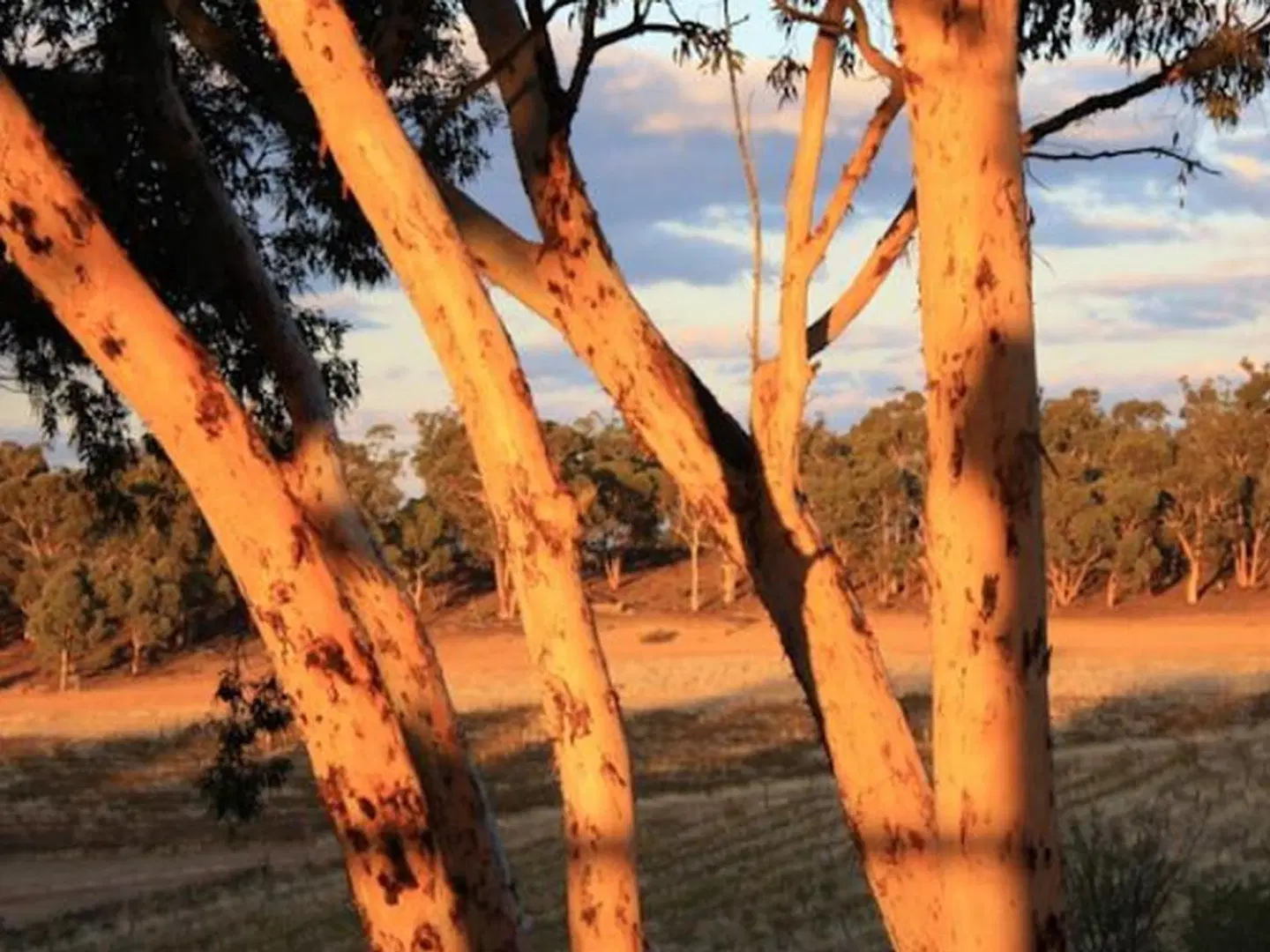 Hotham Ridge Winery and Cottages LANDSCAPE