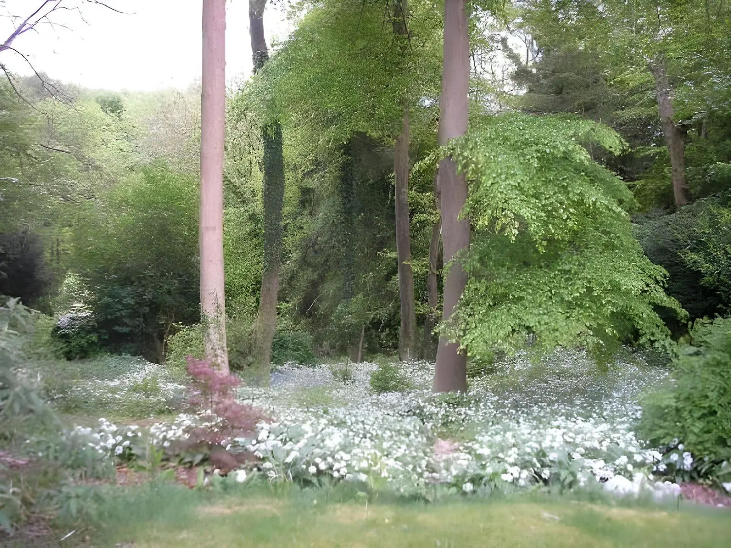 Woodland Views Garten