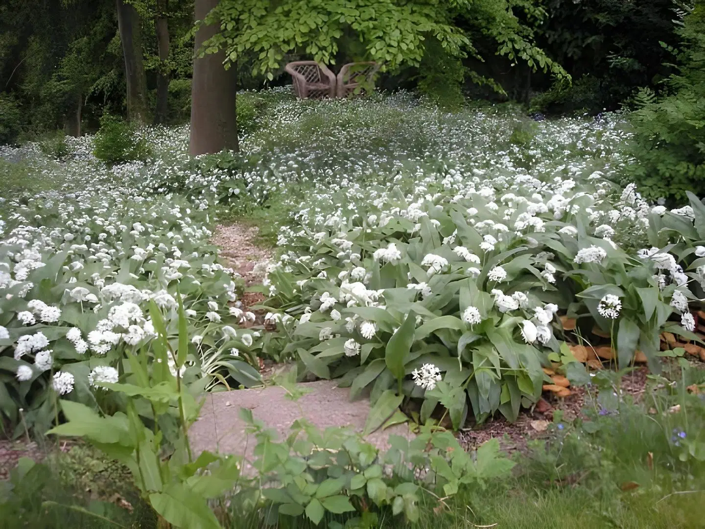 Woodland Views Garten