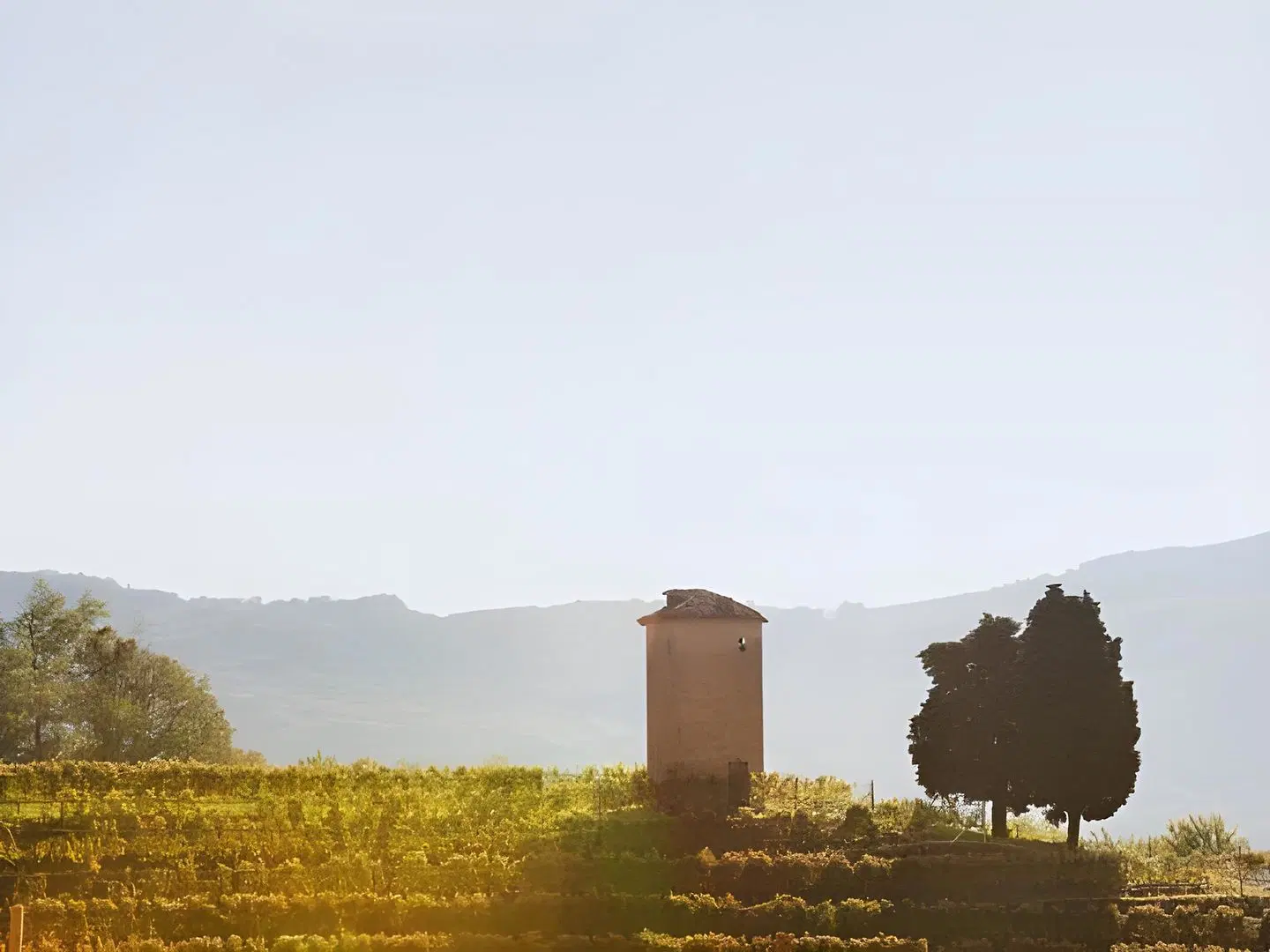 Collina d'Oro LANDSCAPE