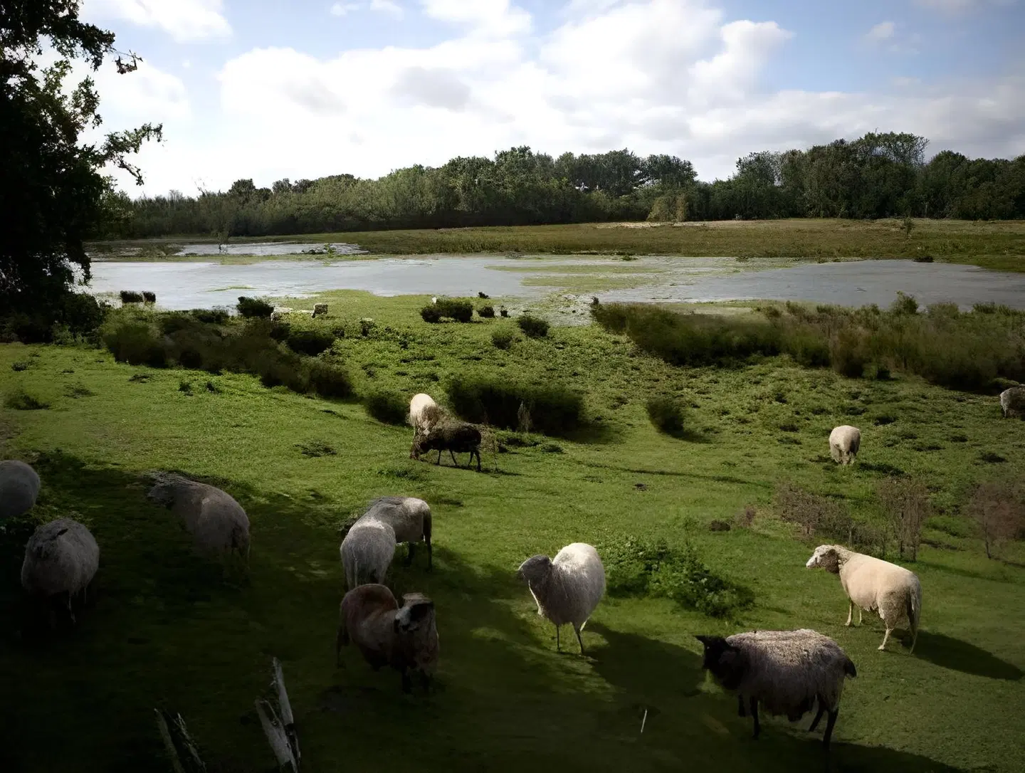 Norsminde Kro Tiere