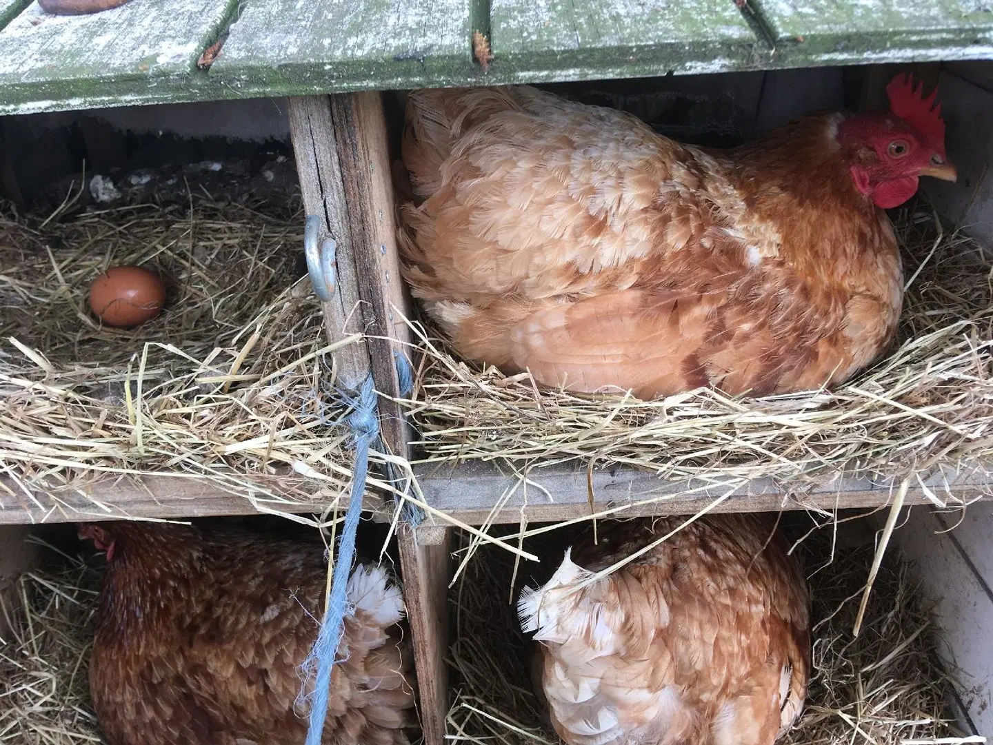 Bed & Breakfast Tistrup Tiere