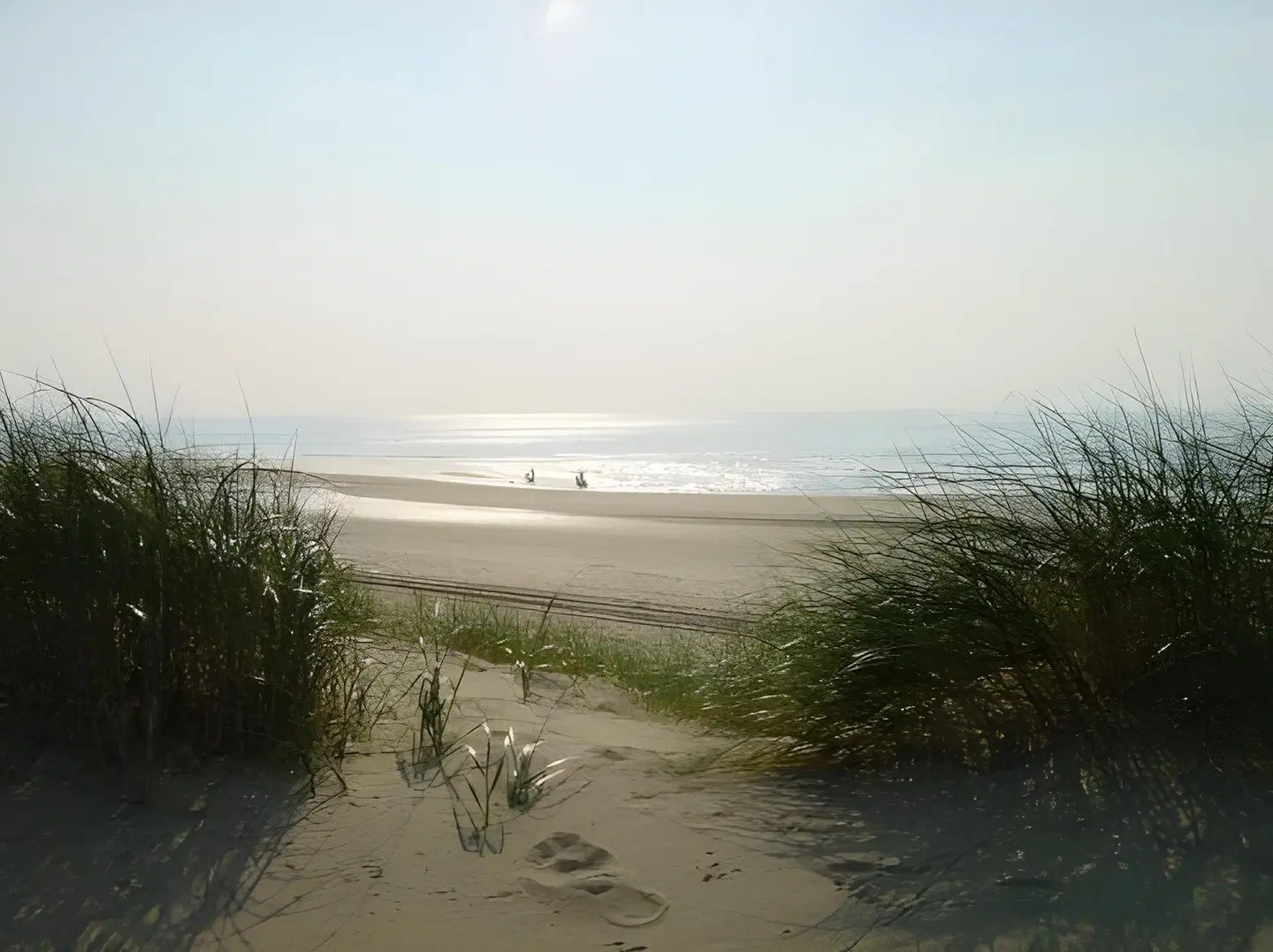 De Dennen LANDSCAPE