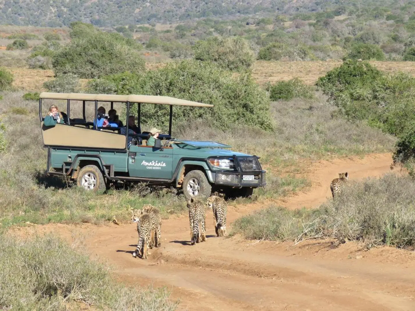 Amakhala Game Reserve - Woodbury Lodge Tiere