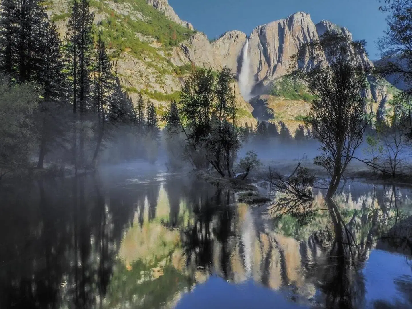 The Redwoods In Yosemite LANDSCAPE