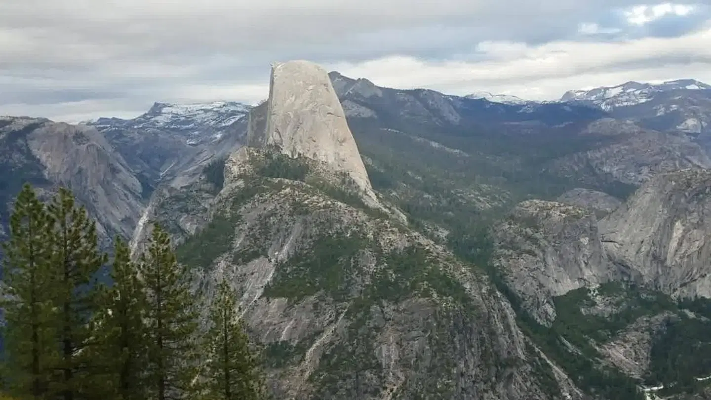 The Redwoods In Yosemite LANDSCAPE