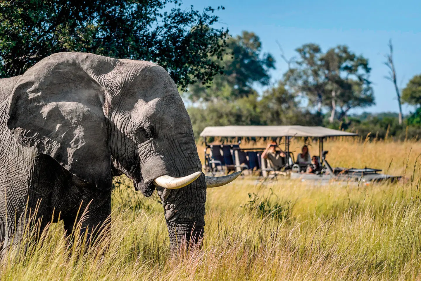 Wilderness Duma Tau Tiere