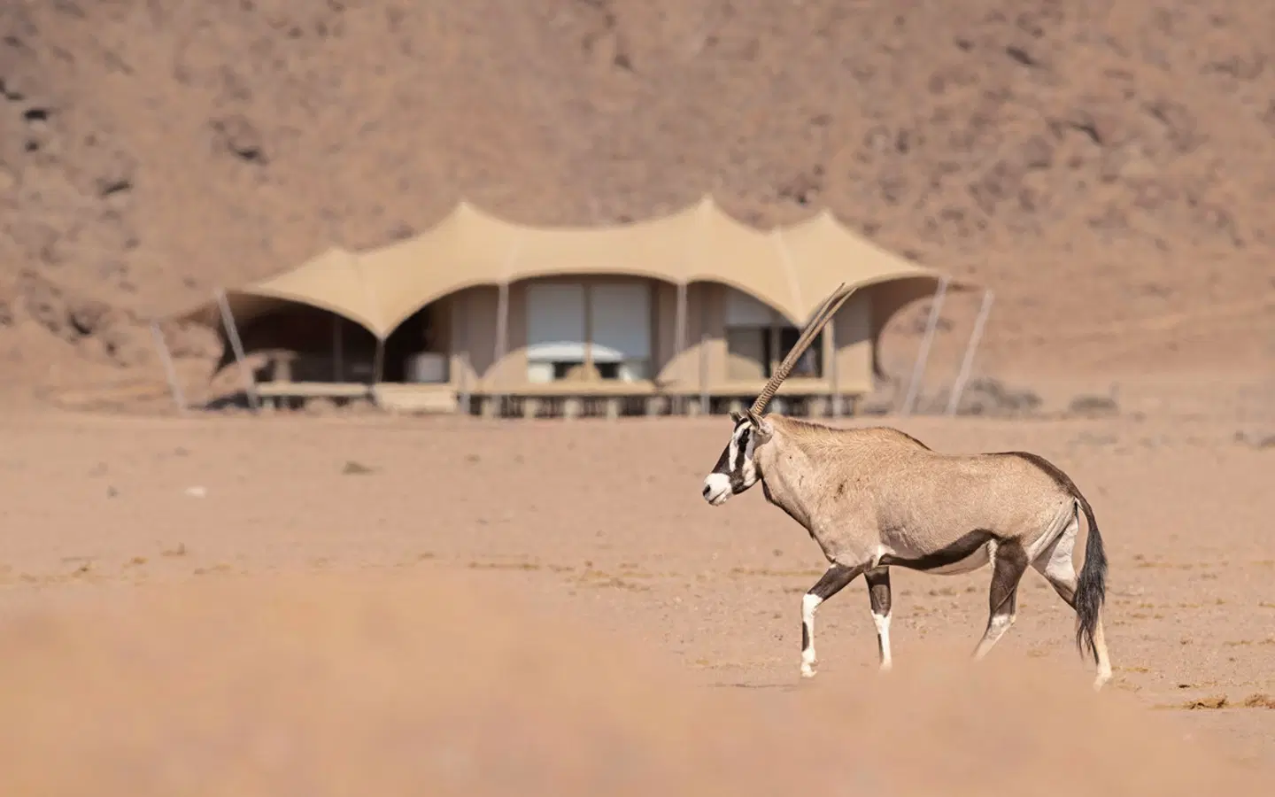 Wilderness Hoanib Skeleton Coast Camp Tiere