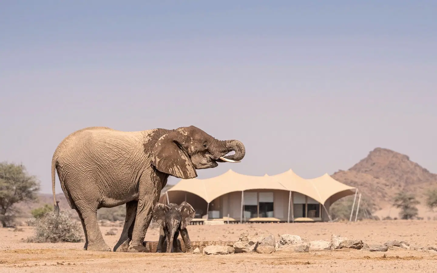 Wilderness Hoanib Skeleton Coast Camp Tiere