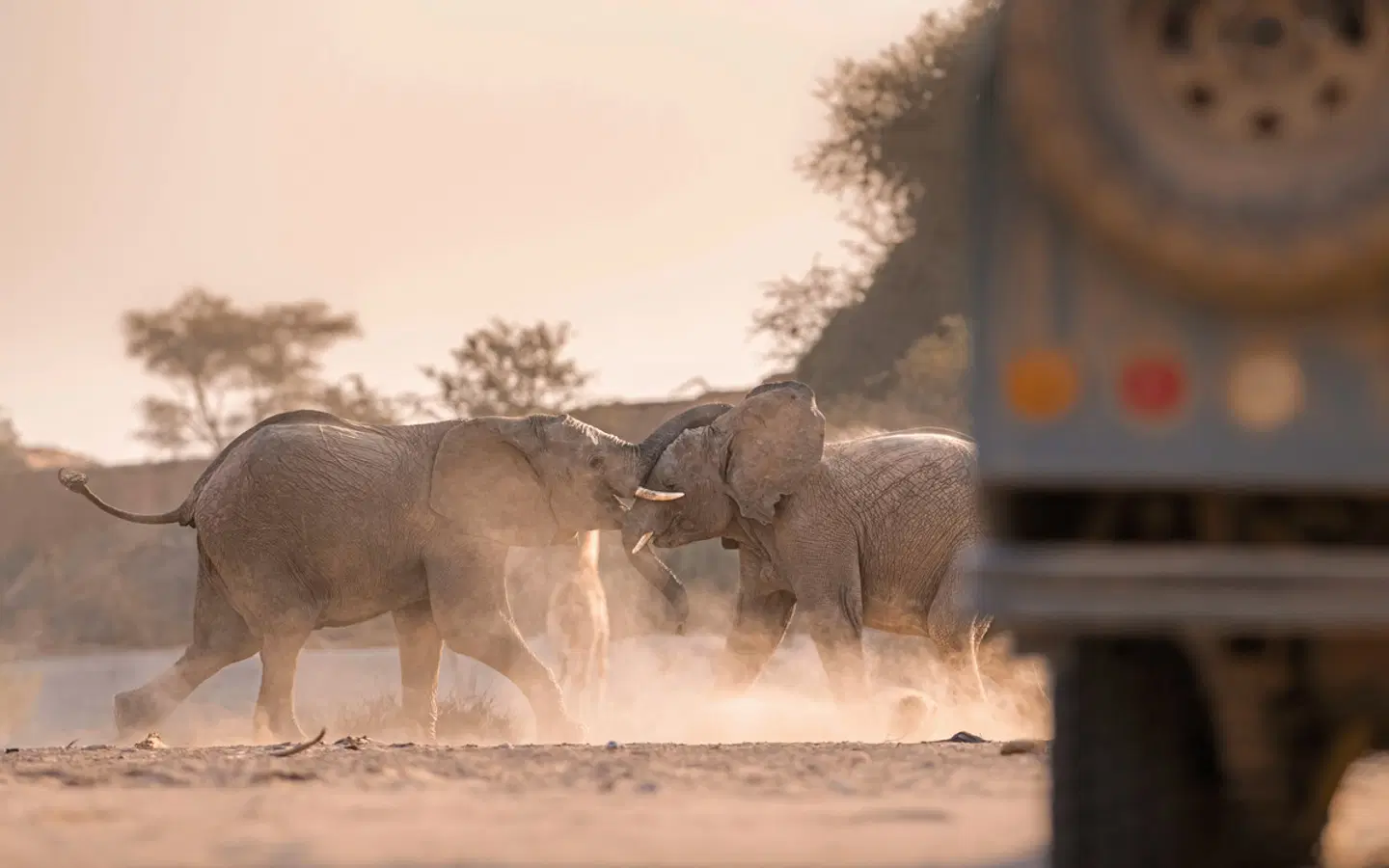 Wilderness Hoanib Skeleton Coast Camp Tiere
