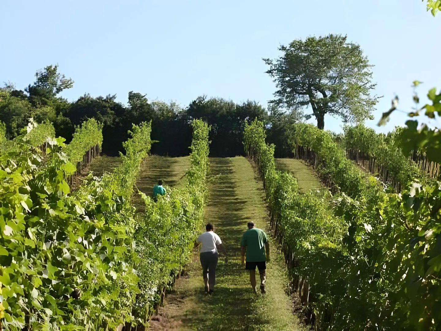 Weingut u. Winzerzimmer - Familie Tinhof LANDSCAPE