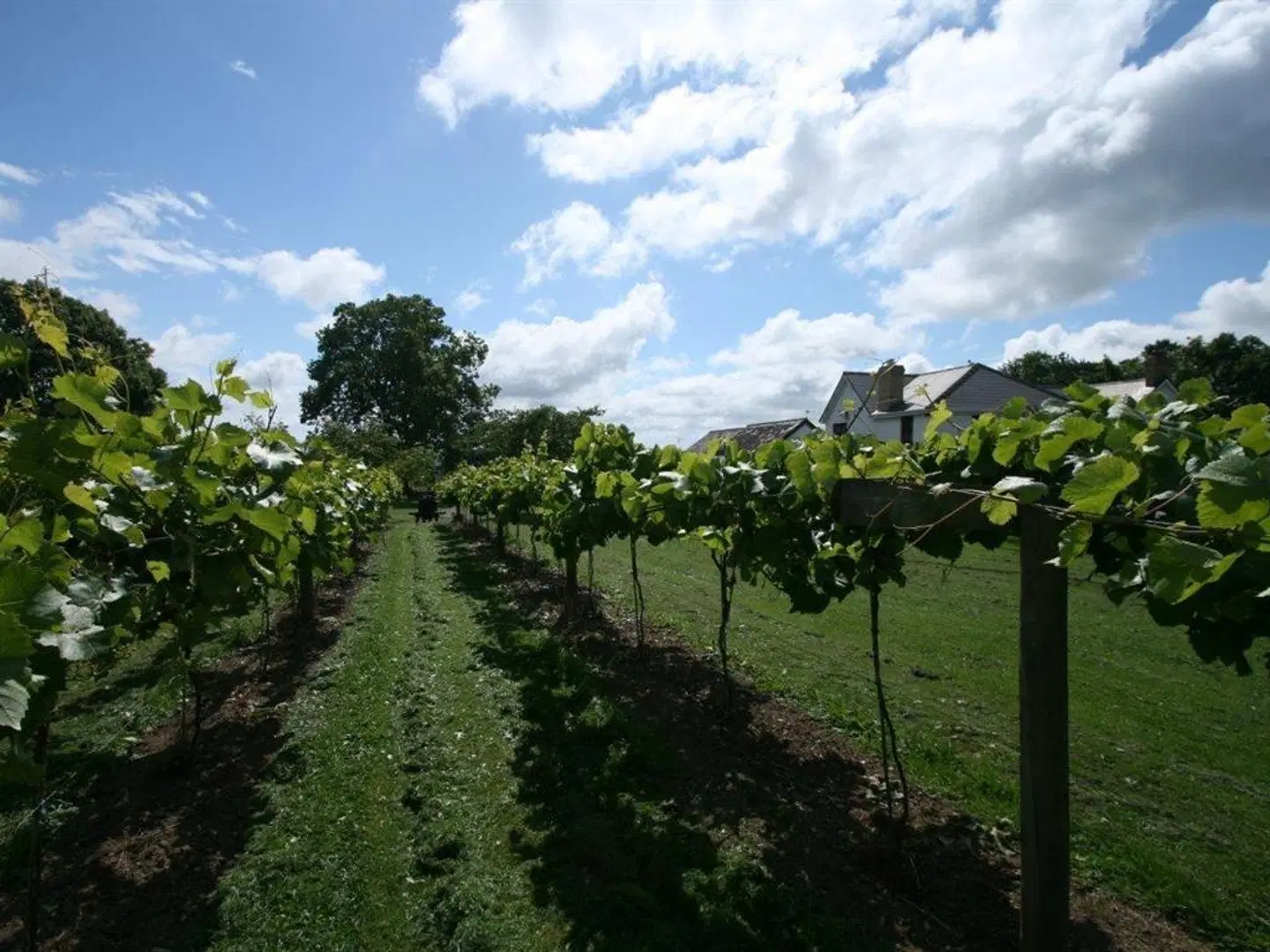 Jabajak Vineyard Restaurant with Rooms LANDSCAPE