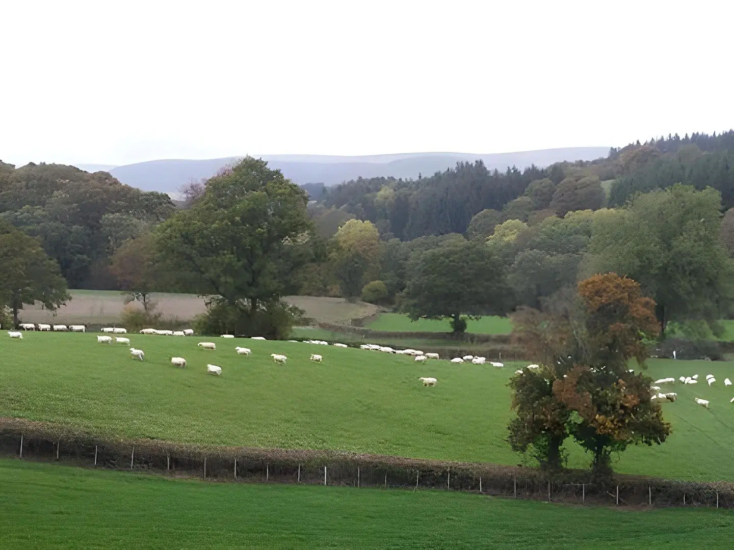 Pwllgwilym Holiday Cottages Garten