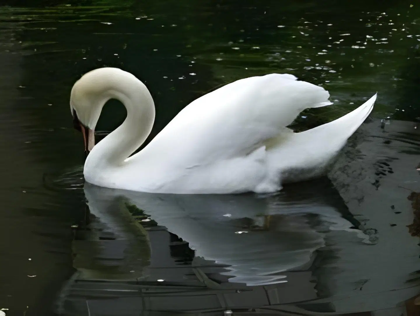 B&B Canal Deluxe Tiere