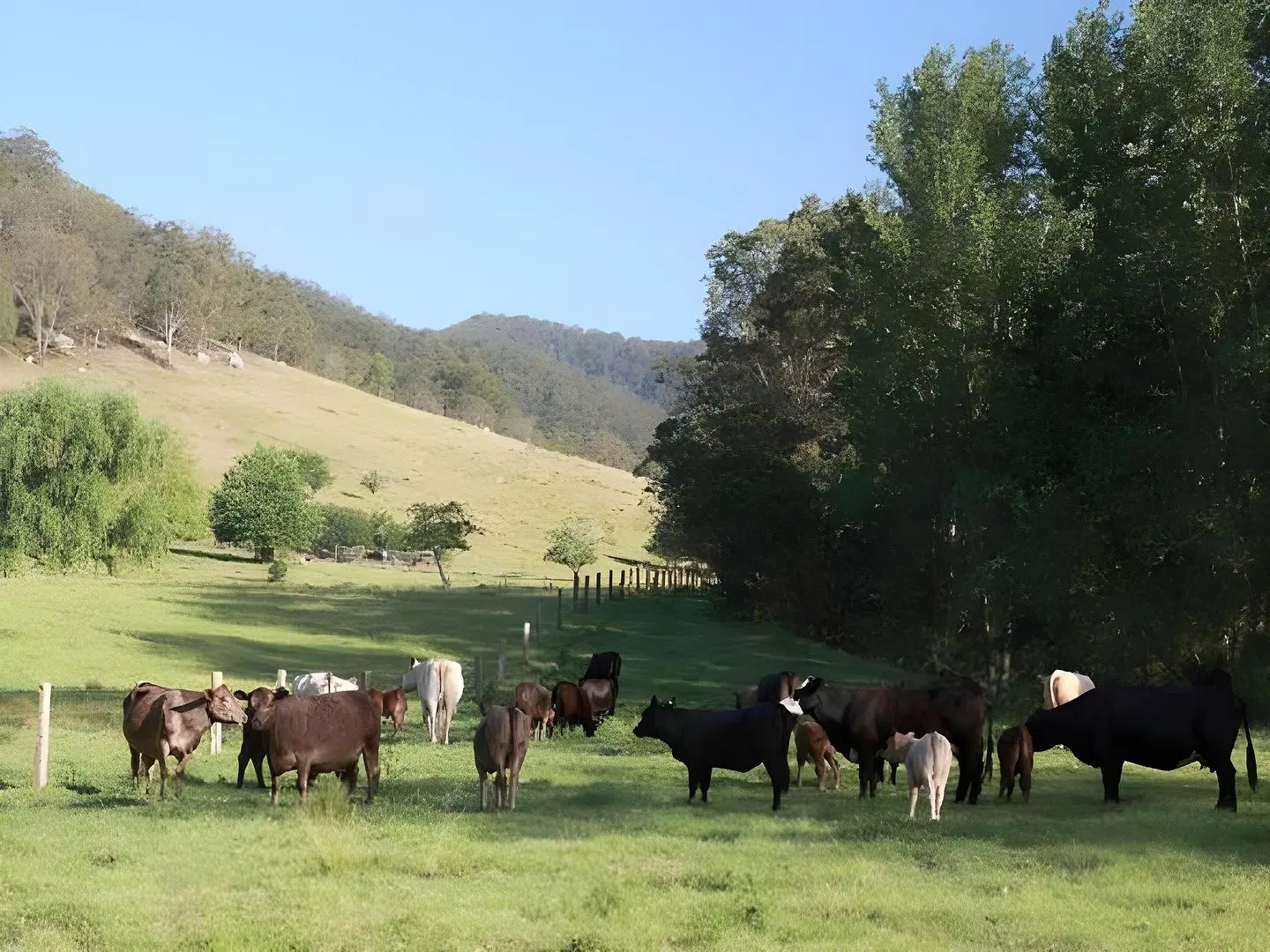 Cedar Creek Cottages Tiere