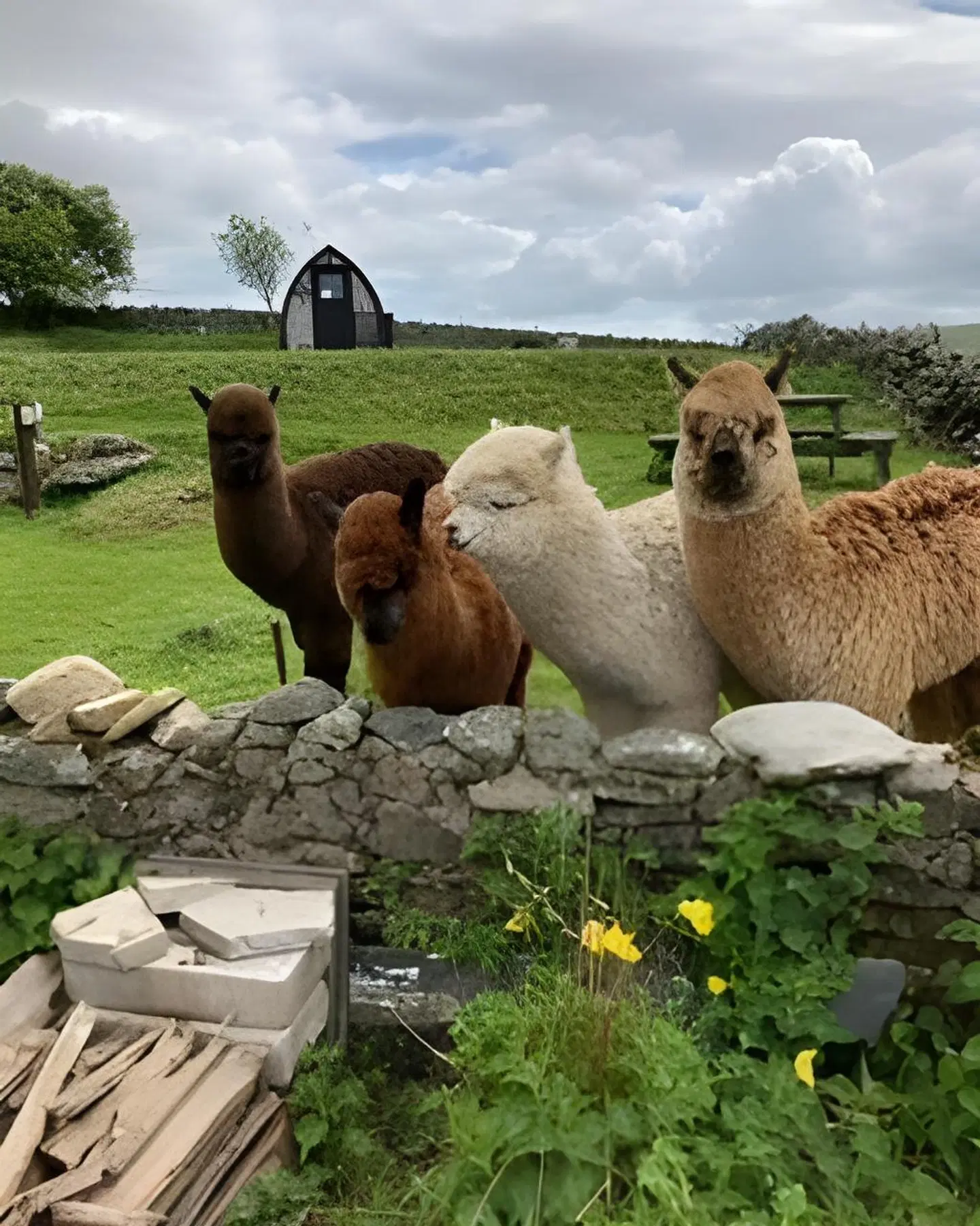 Llwyn Onn Guest House Tiere