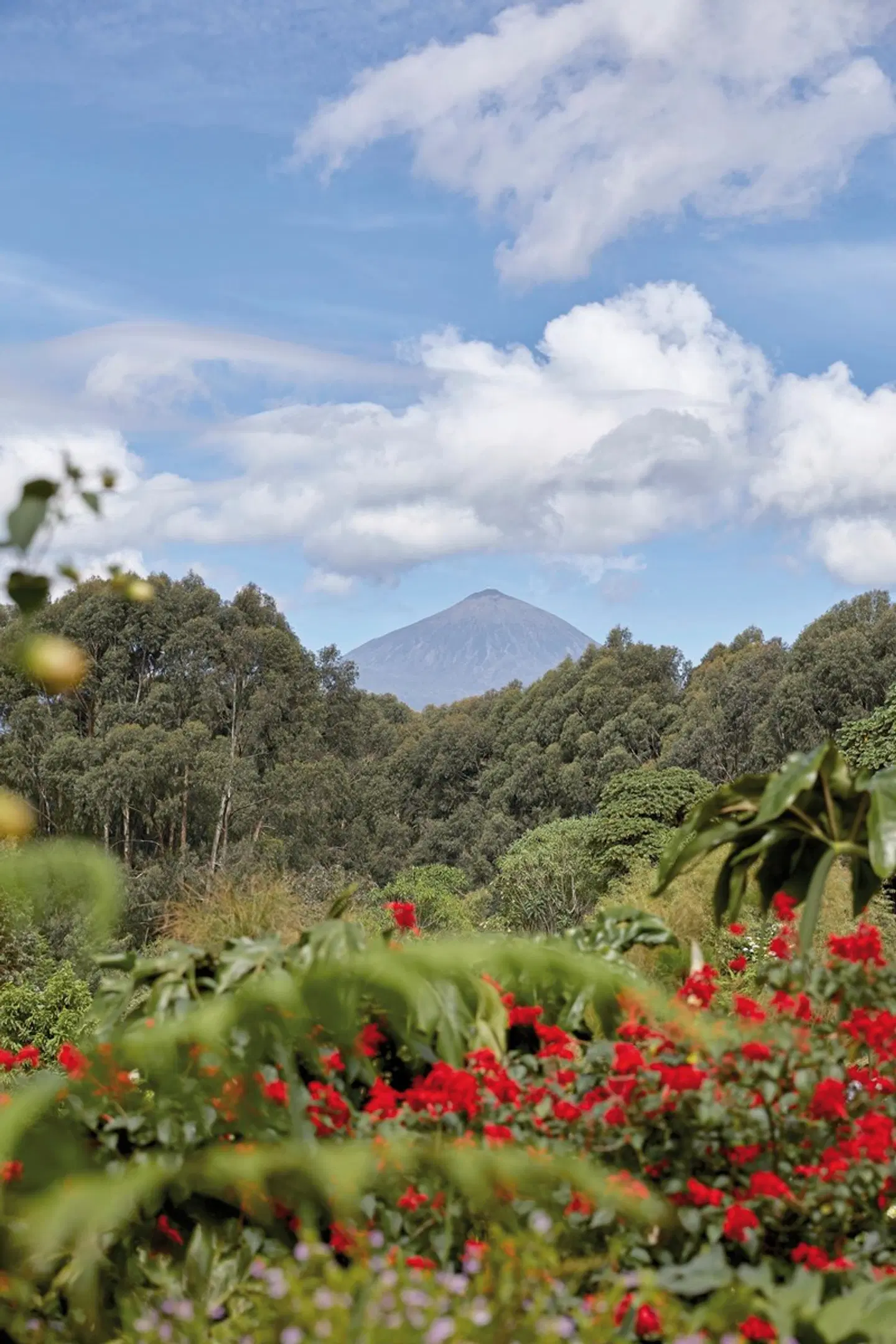 One&Only Gorillas Nest LANDSCAPE