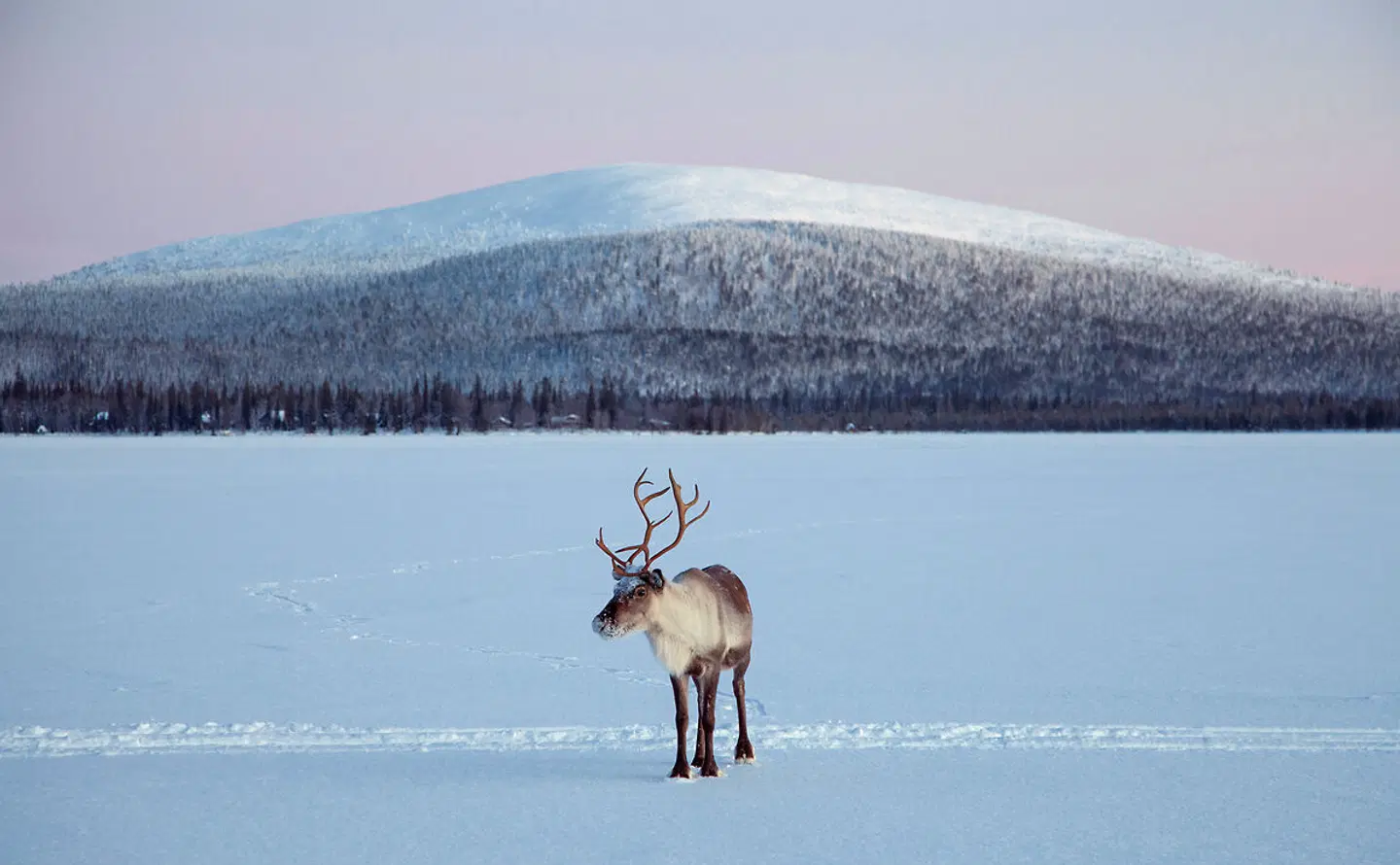 Harriniva - Lapplands Weihnachtszauber Tiere
